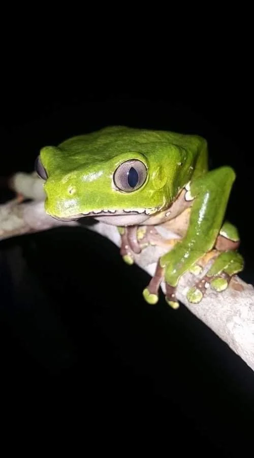 08-tree-frog.jpg