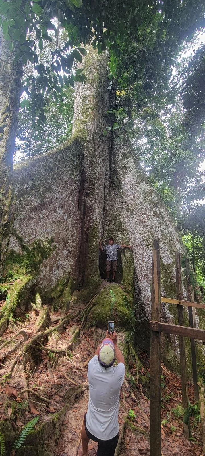 Visitor standing among the buttress roots of a giant lupuna tree on the jungle hike near Iquitos, Peru