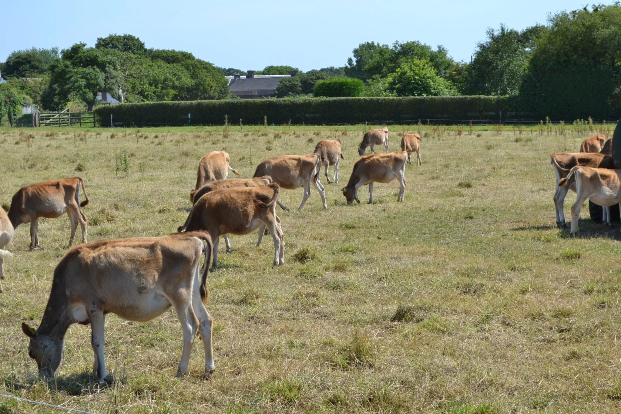 Cows grazing in a grassy field under a clear blue sky with trees and houses in the background.