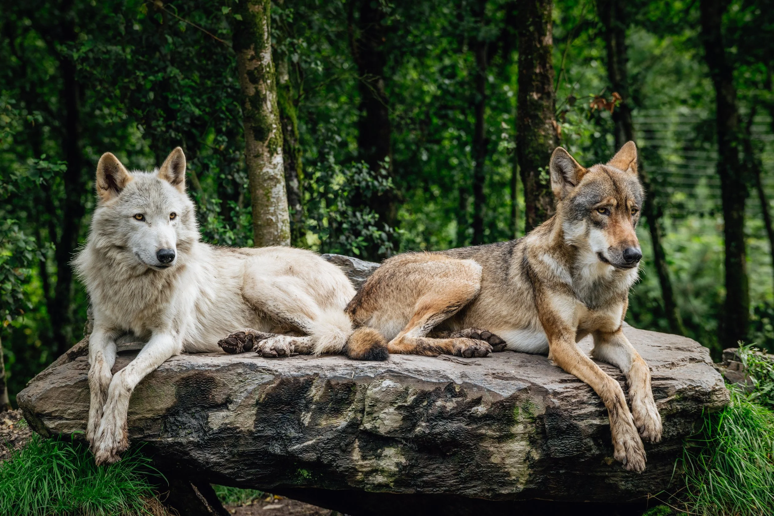 Irish Wolves
