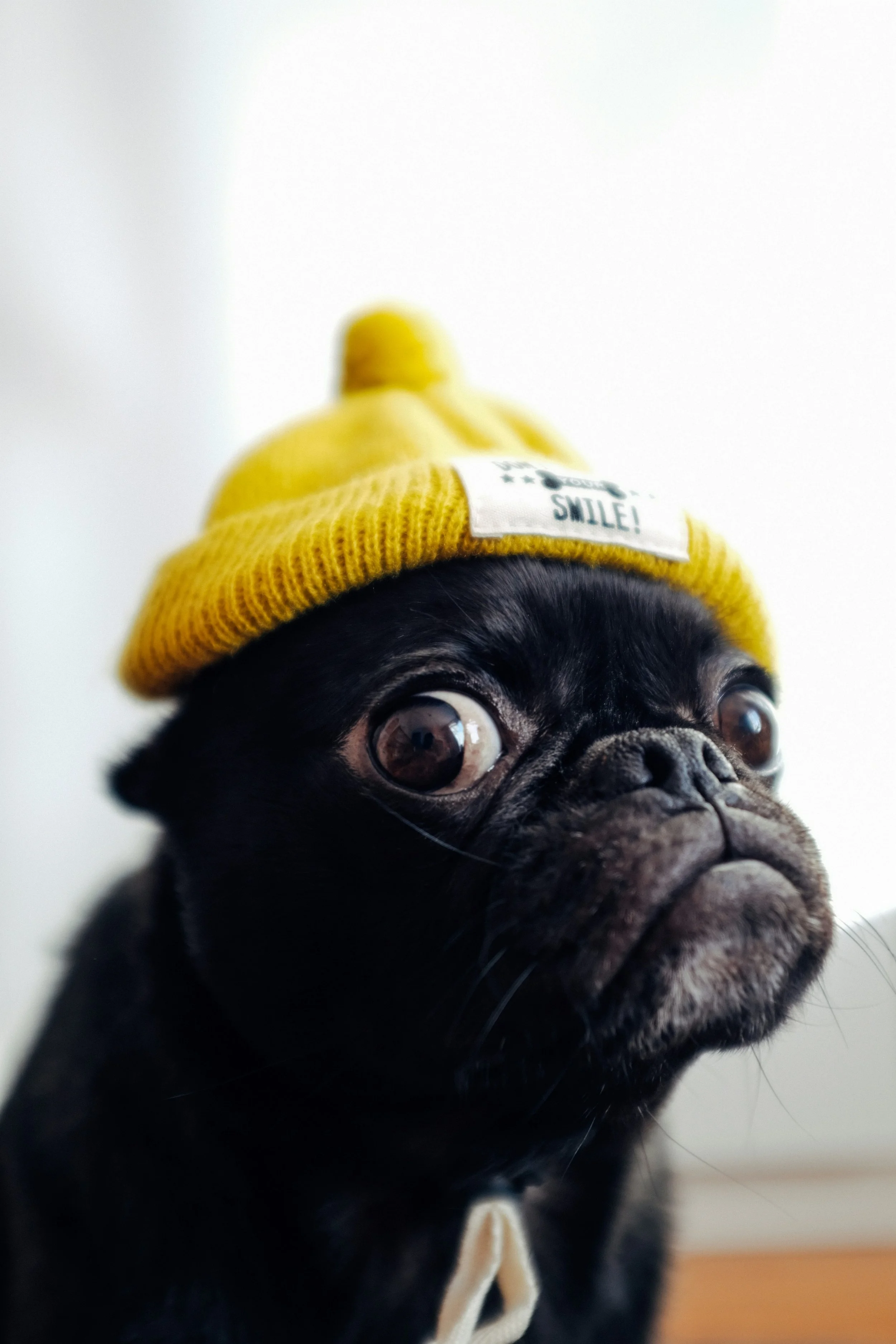 A black French Bulldog wearing a yellow knit hat with a pom-pom and a label that says 'SMILE!'