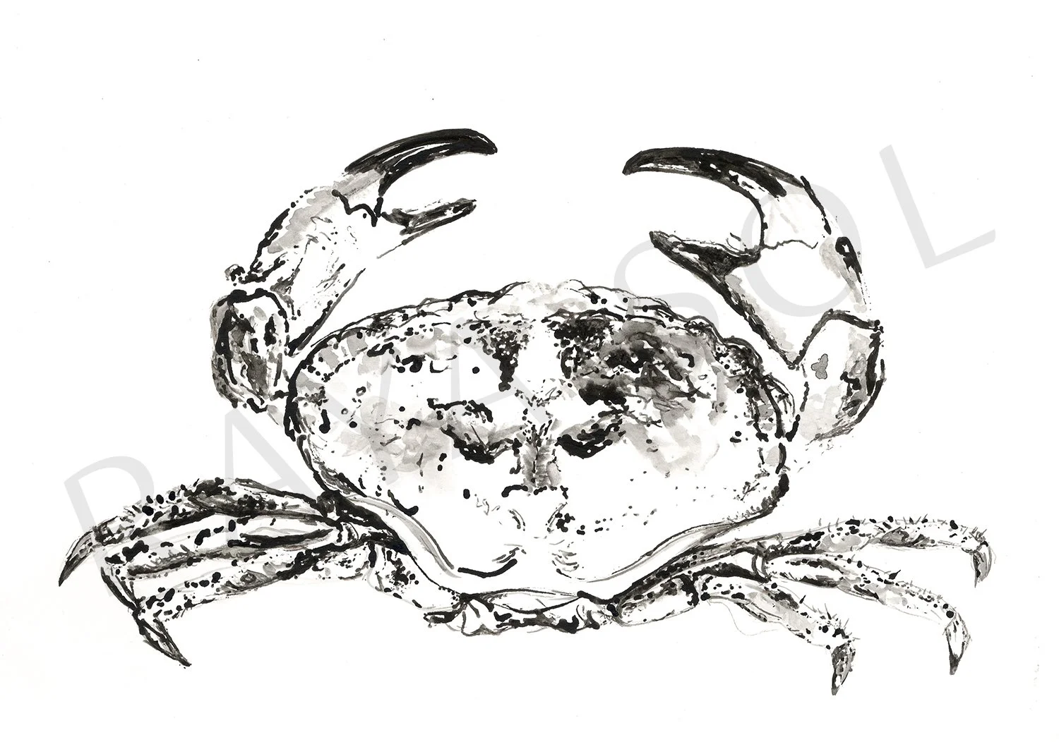 Crab.jpg