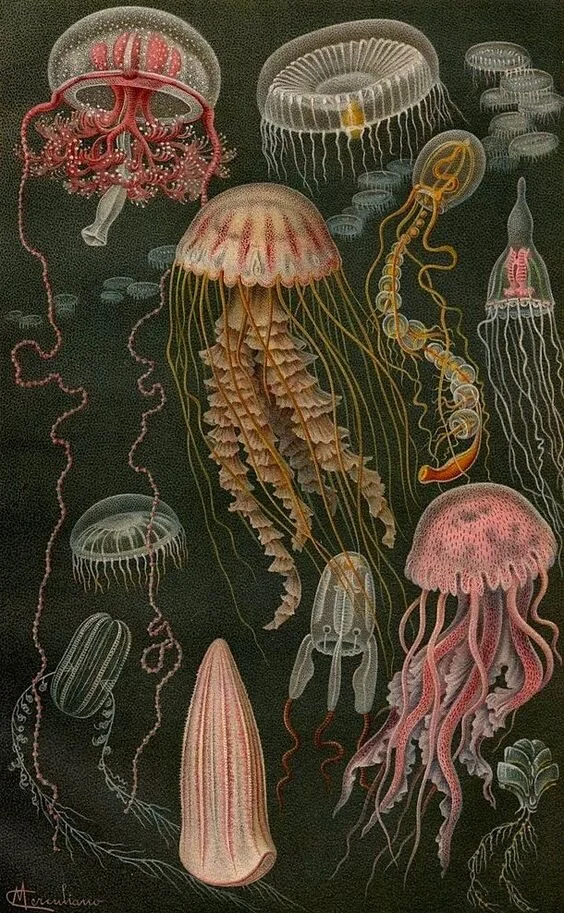 ilus08.jpg