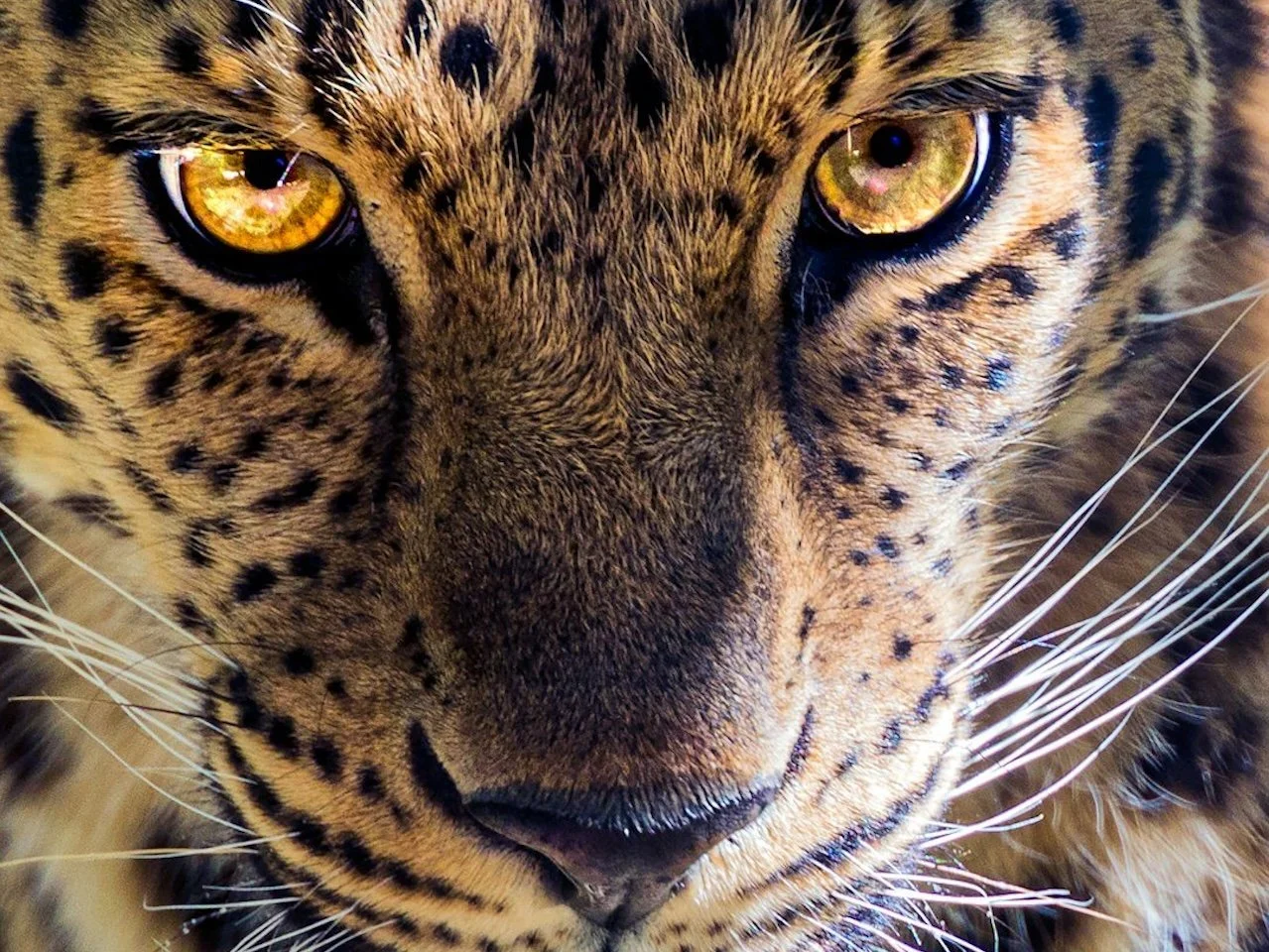 On Meeting Animals
