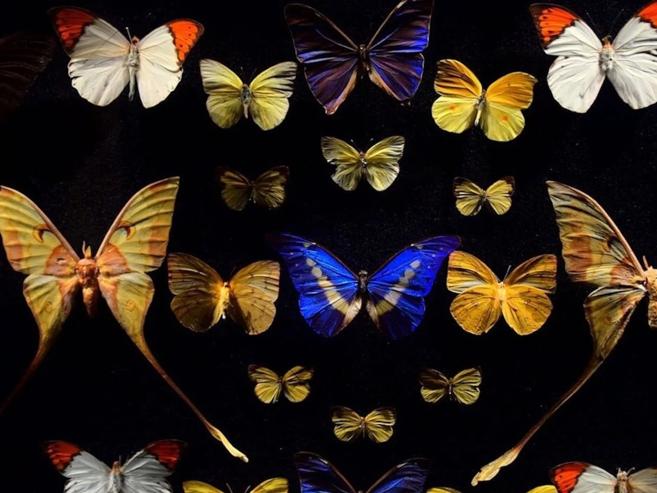 The Moths Came Back