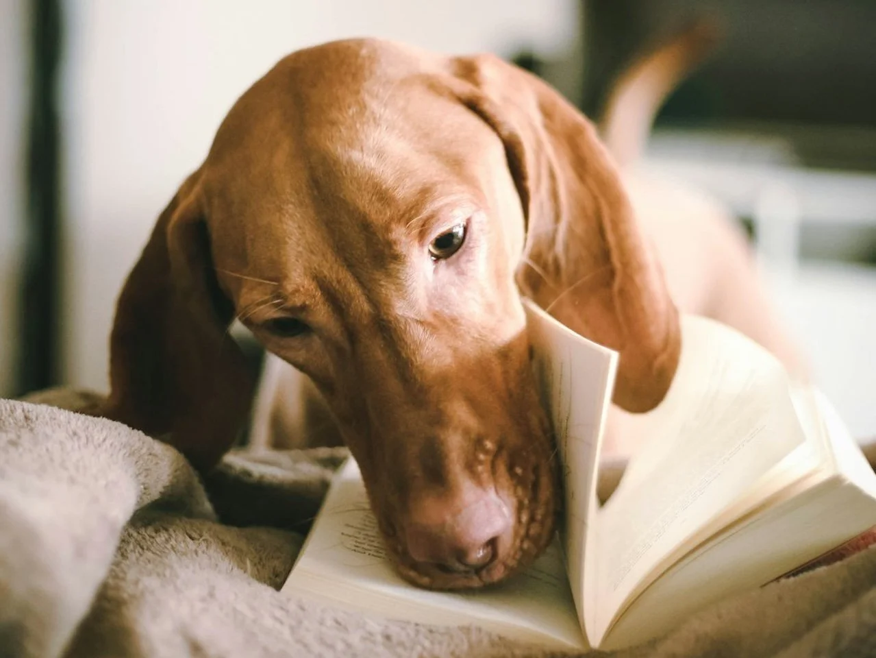 Why I Read Out Loud to My Dogs