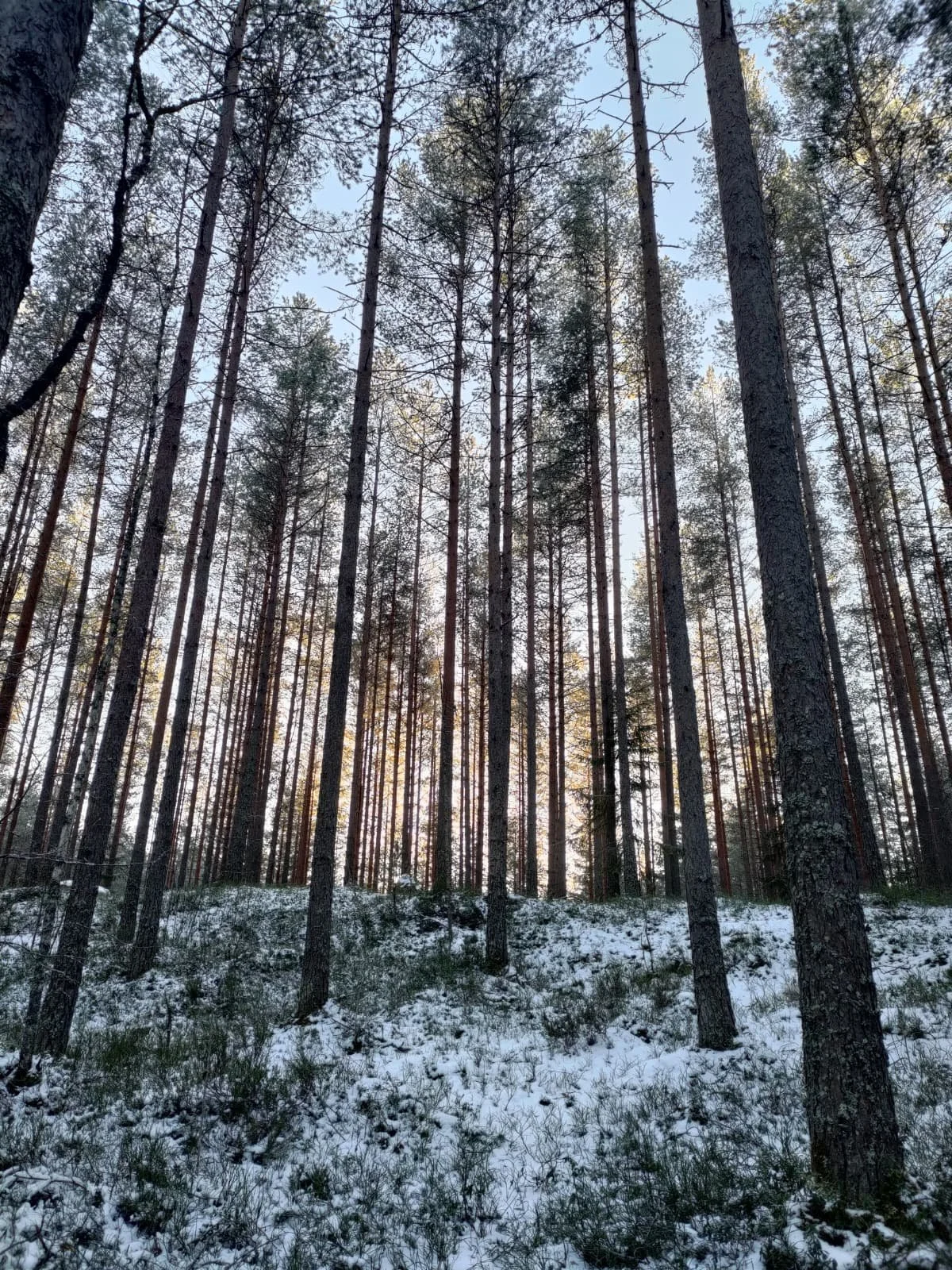 Rauhoittava aistiharjoitus luonnossa 