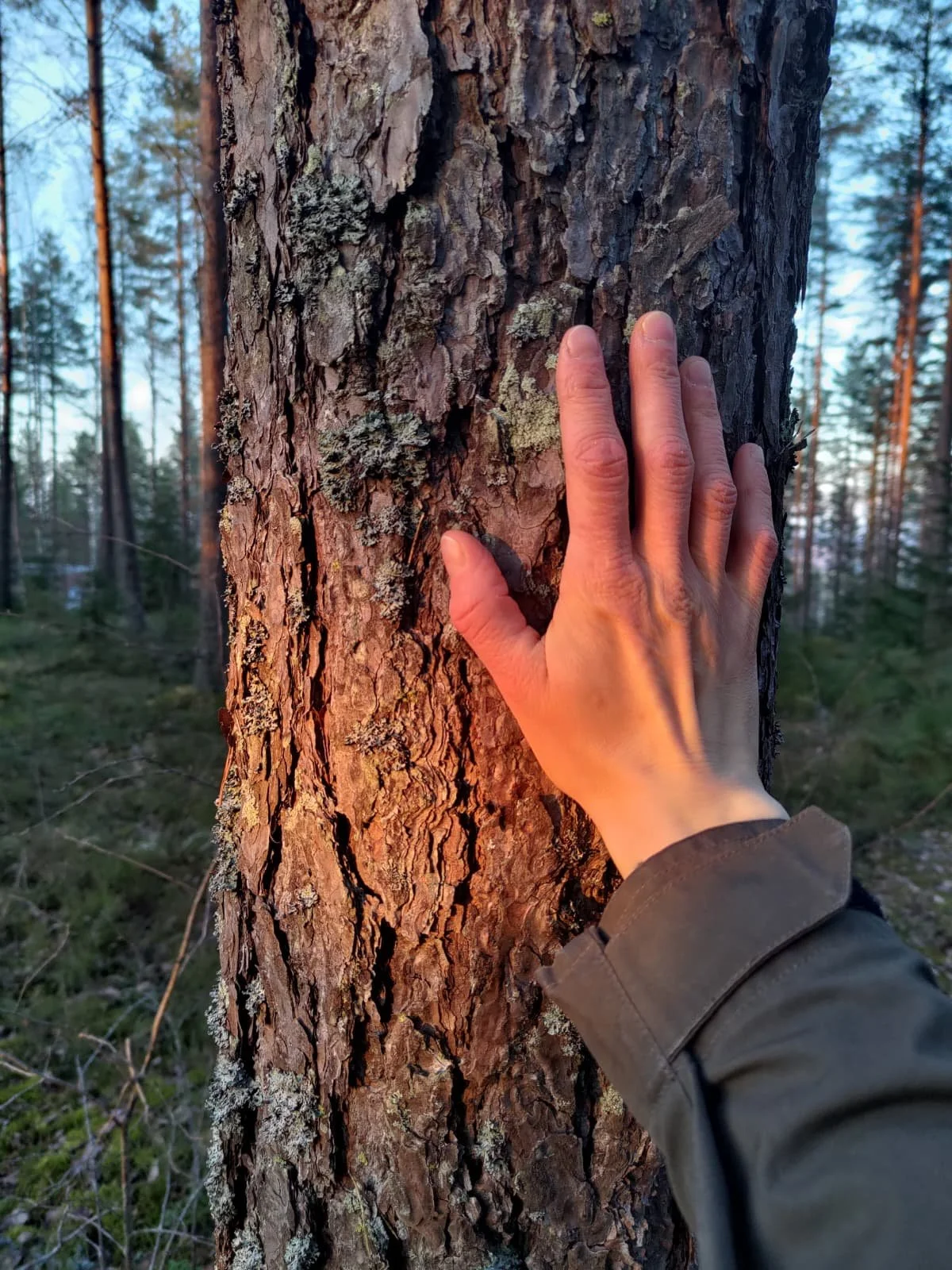 Luonnon hyvinvointivaikutuksia aistitaan metsässä, kämmenen koskettaessa männyn runkoa.