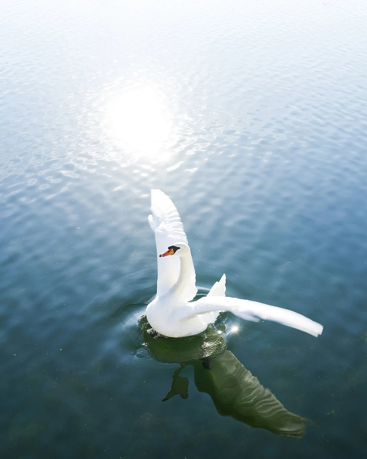 A white swan swimming in a calm body of water with bright sunlight reflecting off the surface.