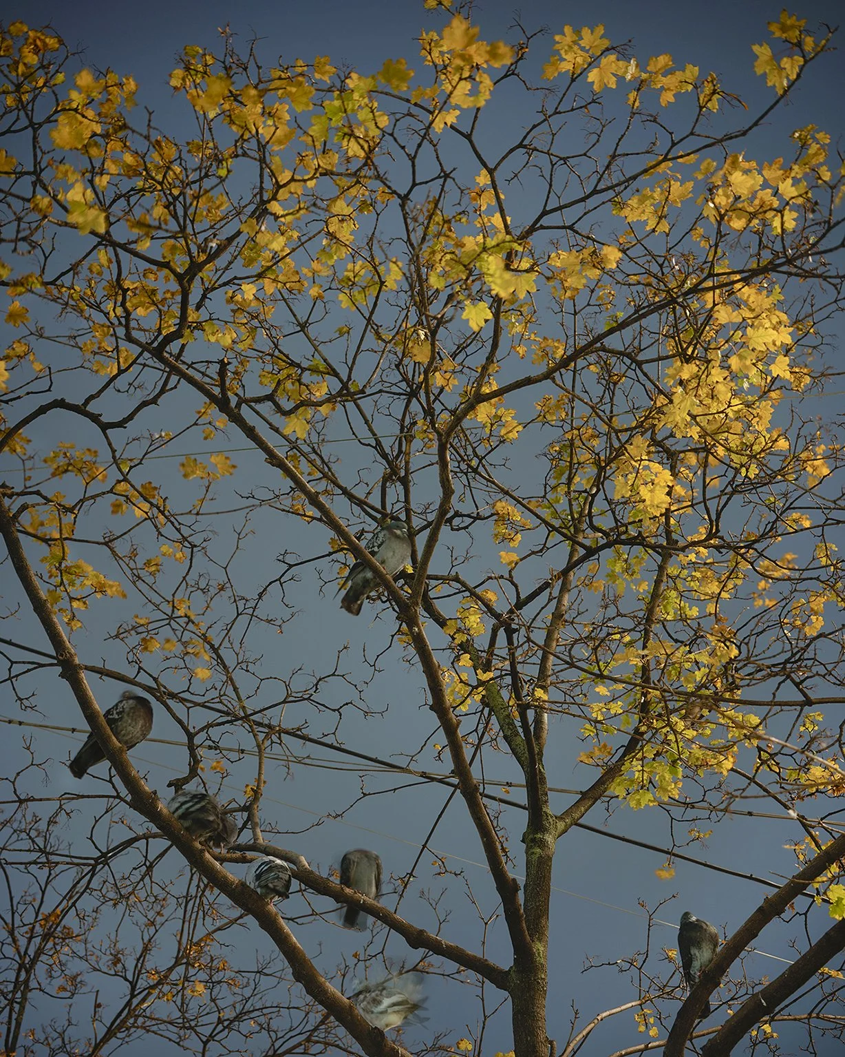 Tree with yellow leaves and swinging birds against a dark sky.
