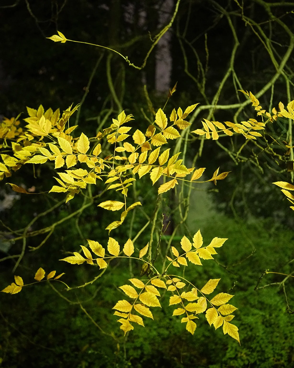Close-up of yellow and green leaves on a vine, with dark background and some green grass at the bottom.