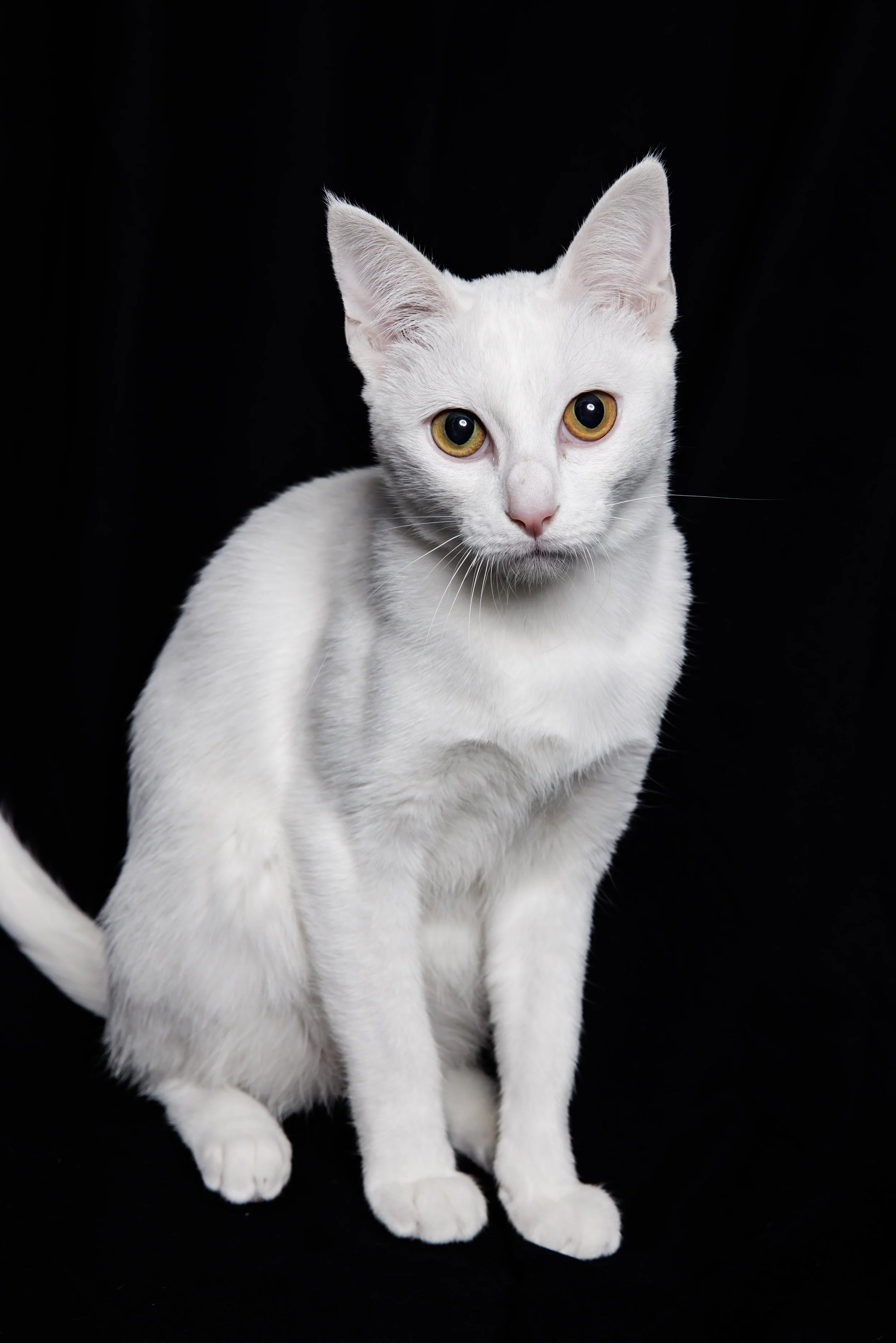 Khao Manee - The Royal White Jewel of Thailand