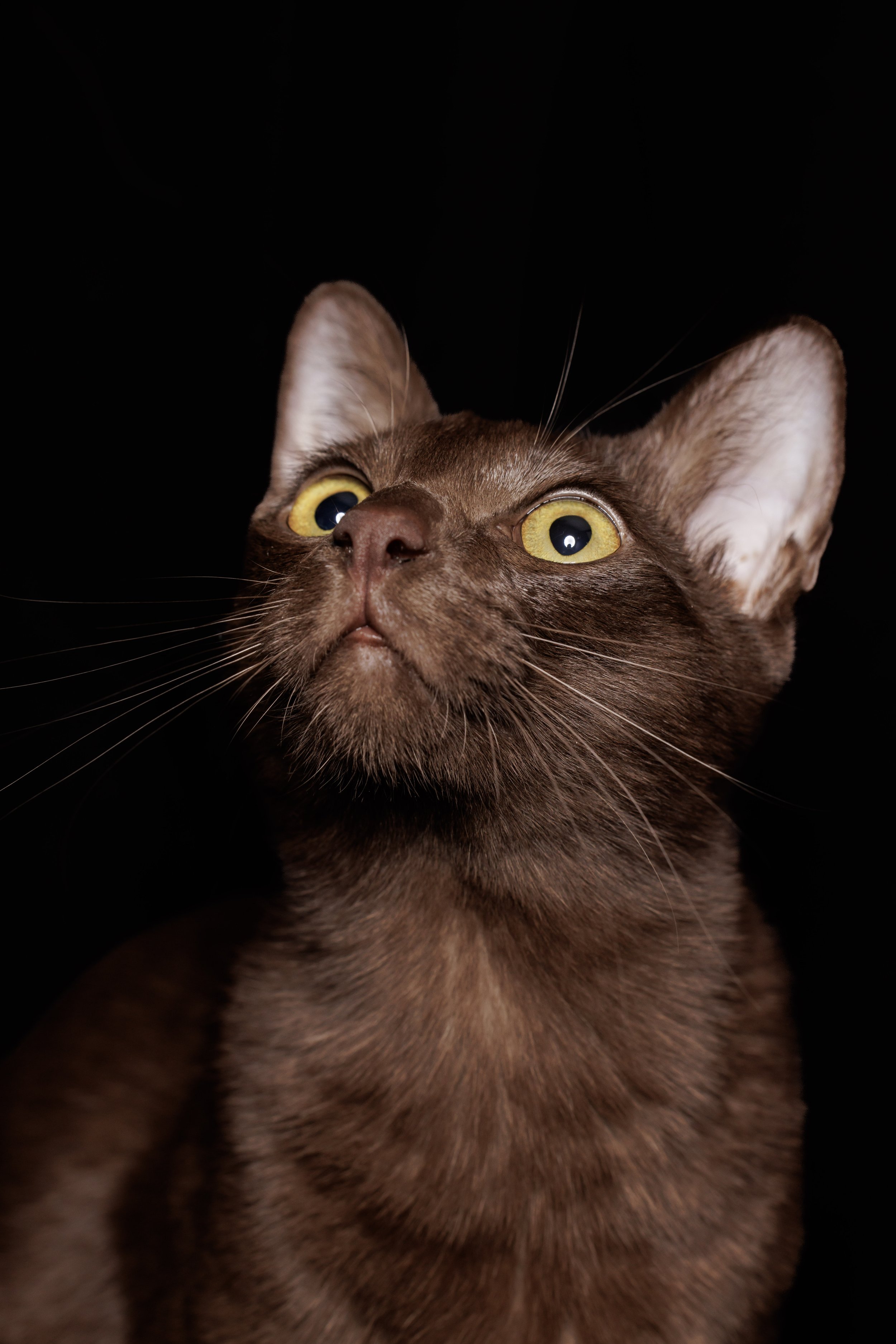 Suphalak - Thailand’s Rare Copper Cat