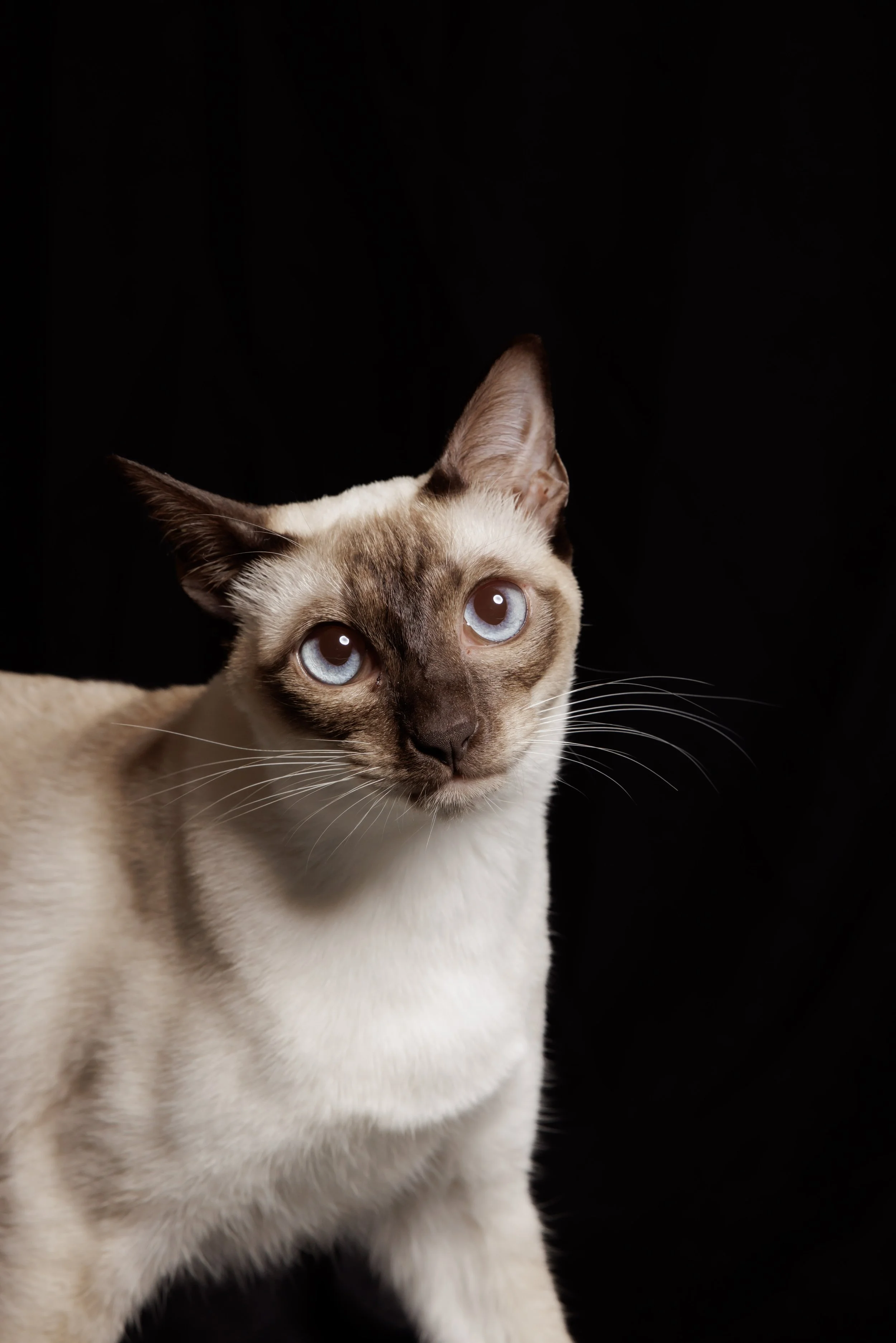 Thai (Wichien Maat) - The Original Siamese Cat of Thailand