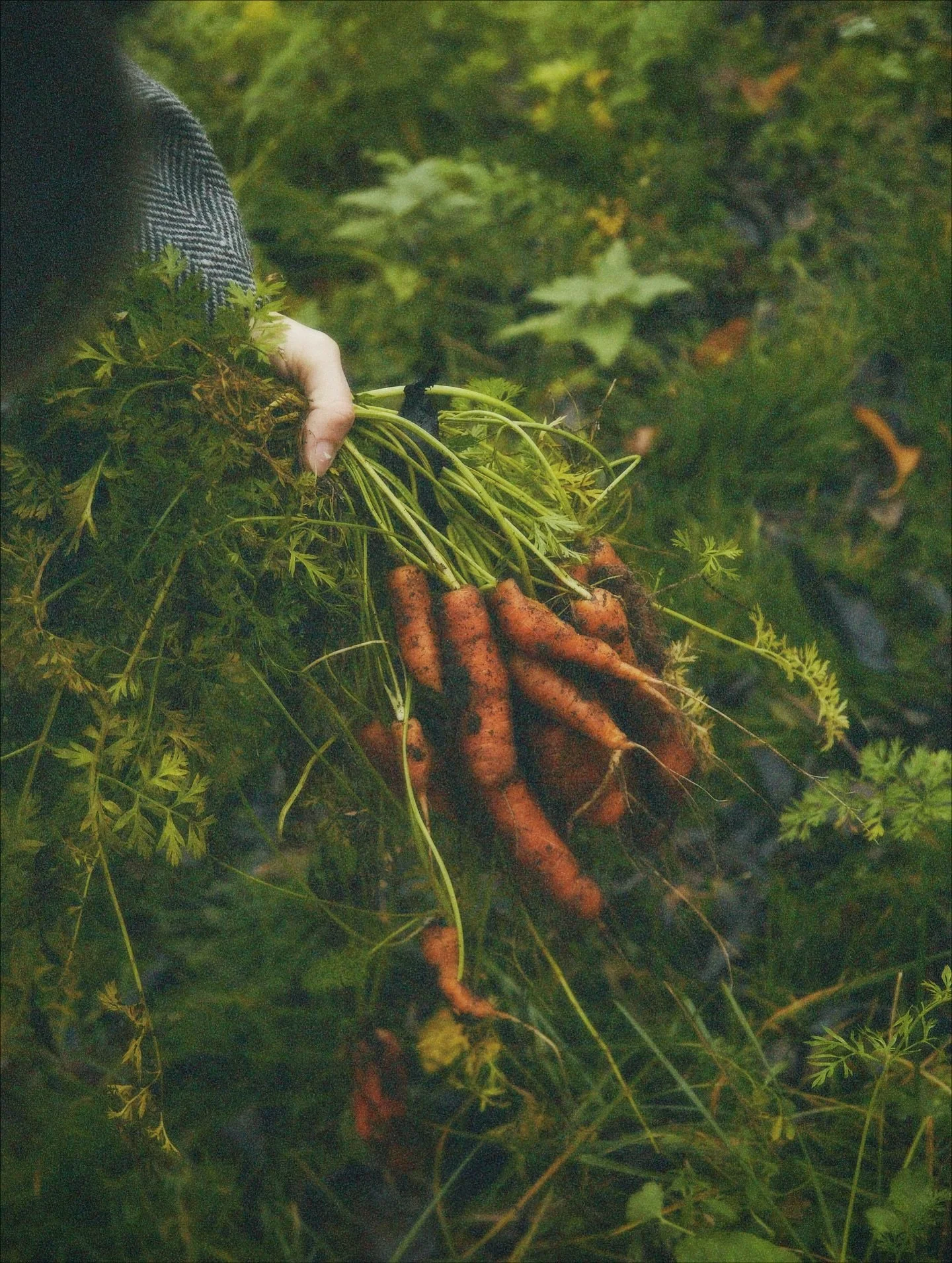 Goodbye autumn. November produce from the garden🫜🥕
