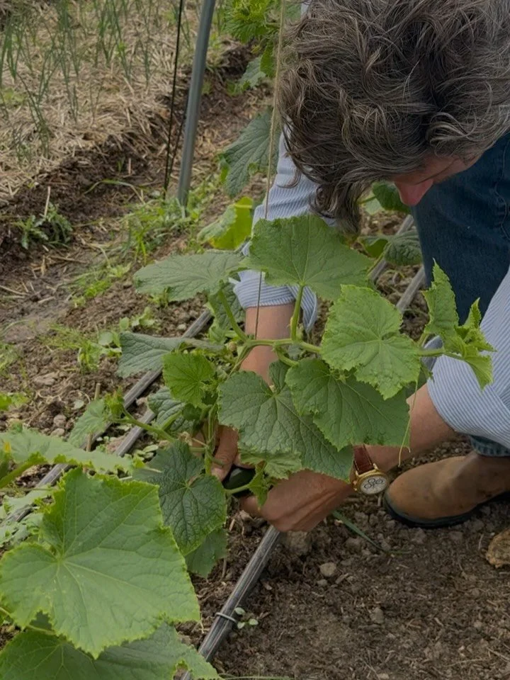 Our fields and kitchen garden are slowly beginning to give back. The first harvests of the season are making their way from soil to kitchen, becoming part of the meals we serve at our events and at our caf&eacute; @houseofjosty , where farm cooking g