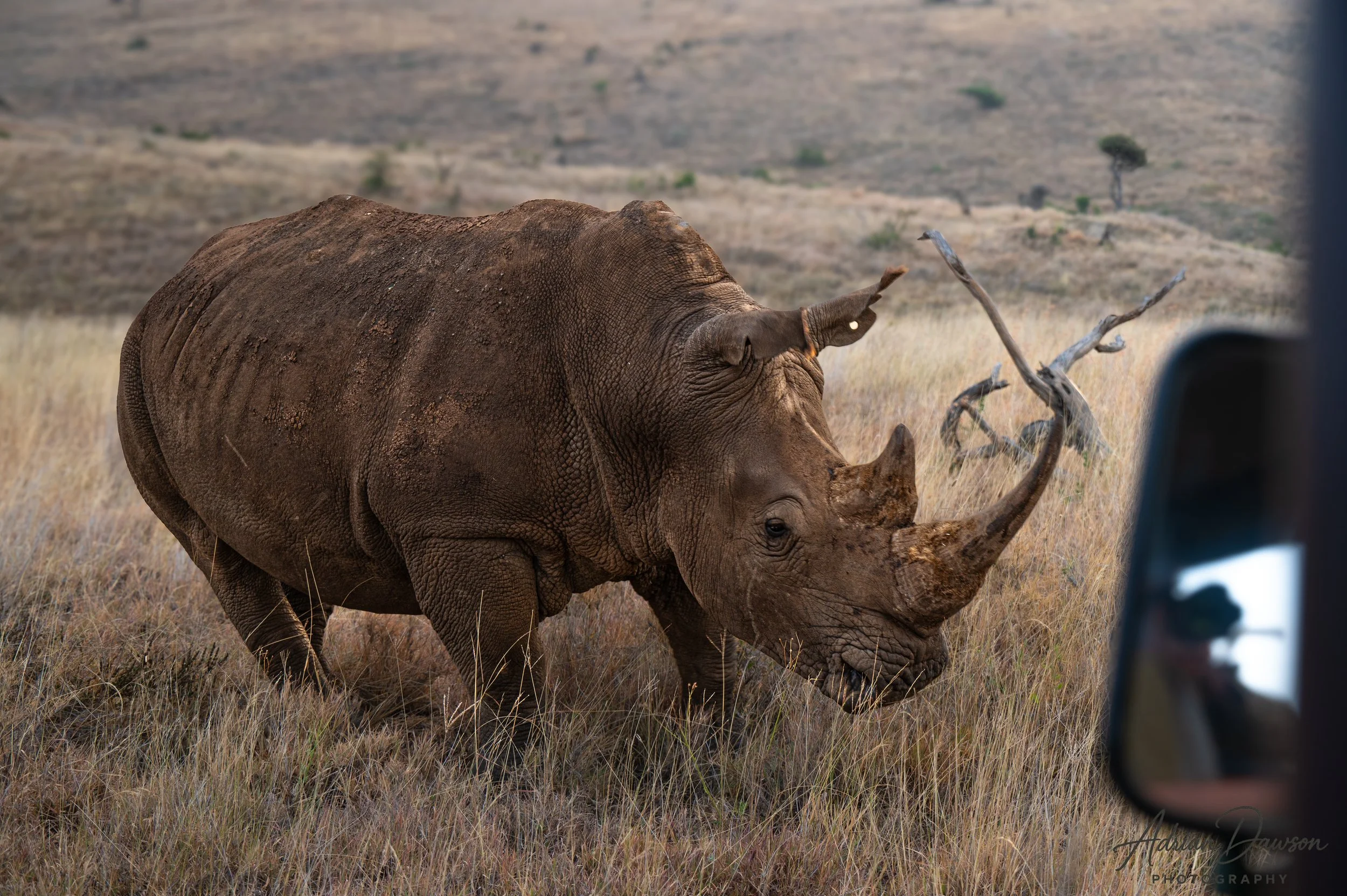 A rhinoceros standing in a grassy plain with rolling hills in the background, seen from the perspective of a vehicle's side mirror.