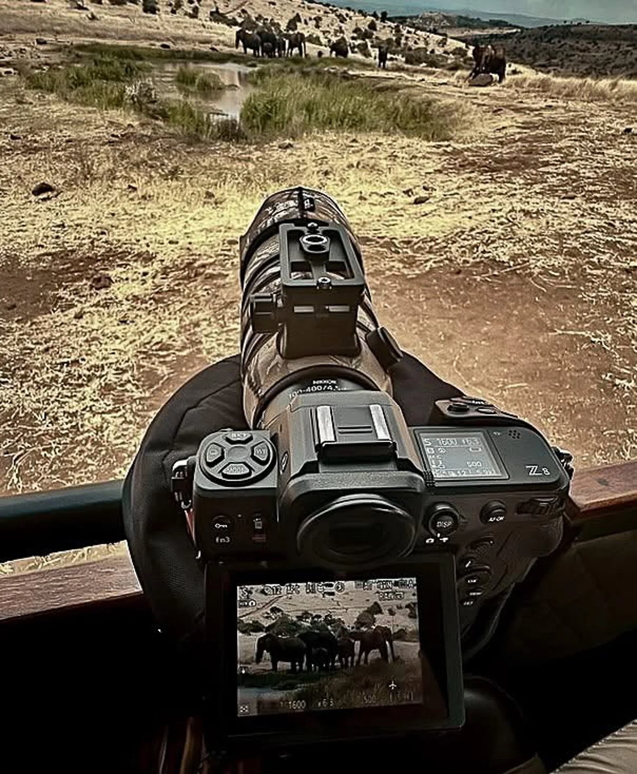 How I Photograph Animals From a Safari Vehicle