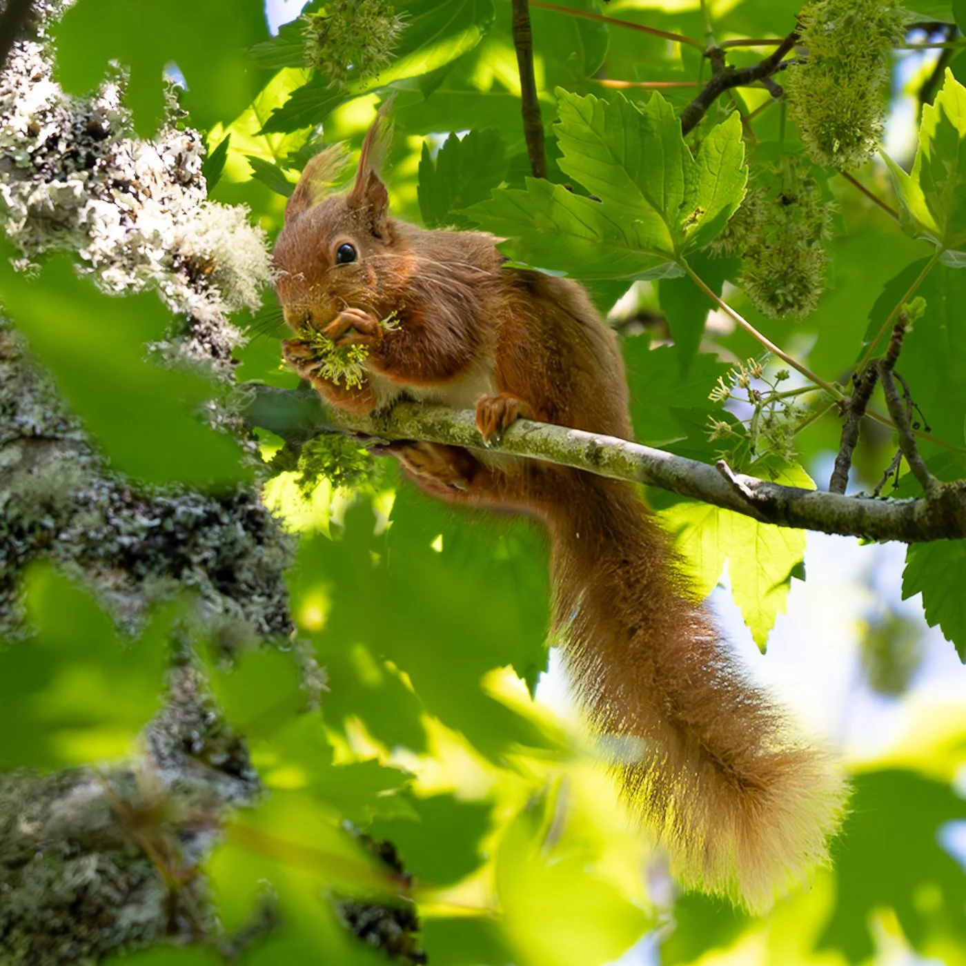 Not quite the South Downs, this was Brownsea Island