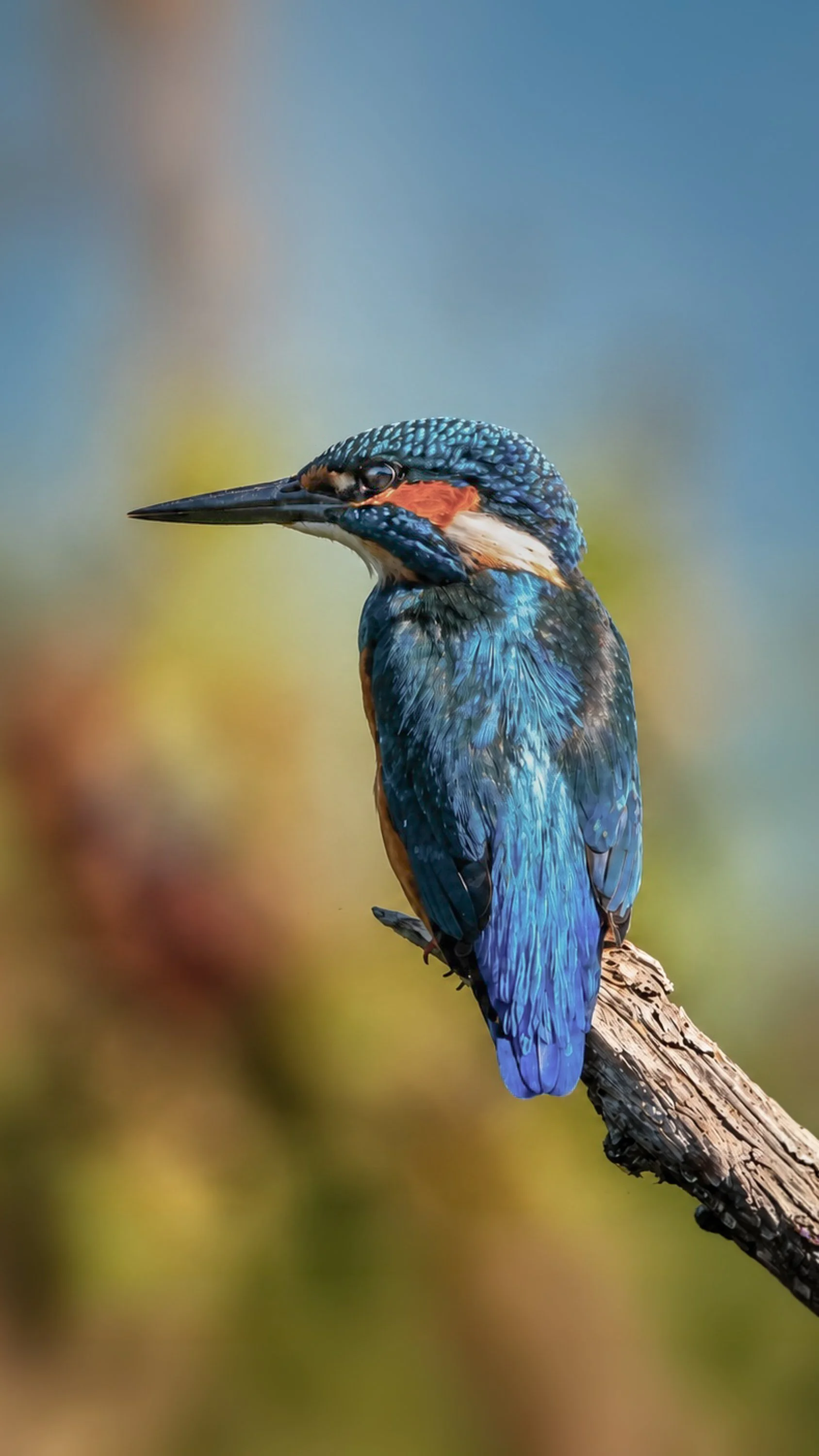 A colorful kingfisher bird perched on a tree branch with a blurred background.