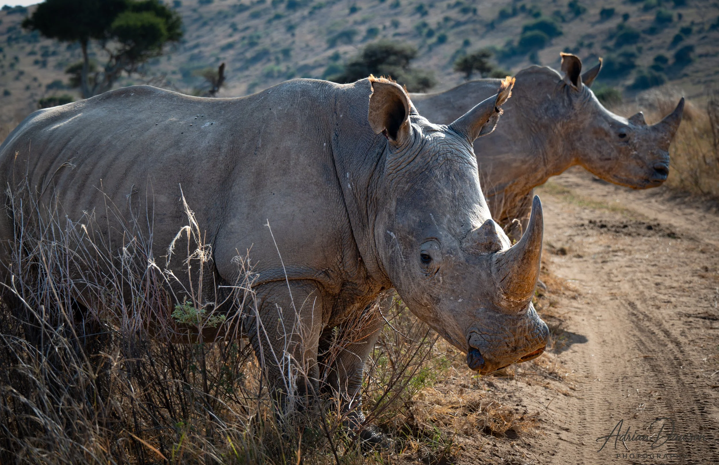 Two rhinoceroses walking on a dirt path in a landscape with sparse vegetation and hills in the background.