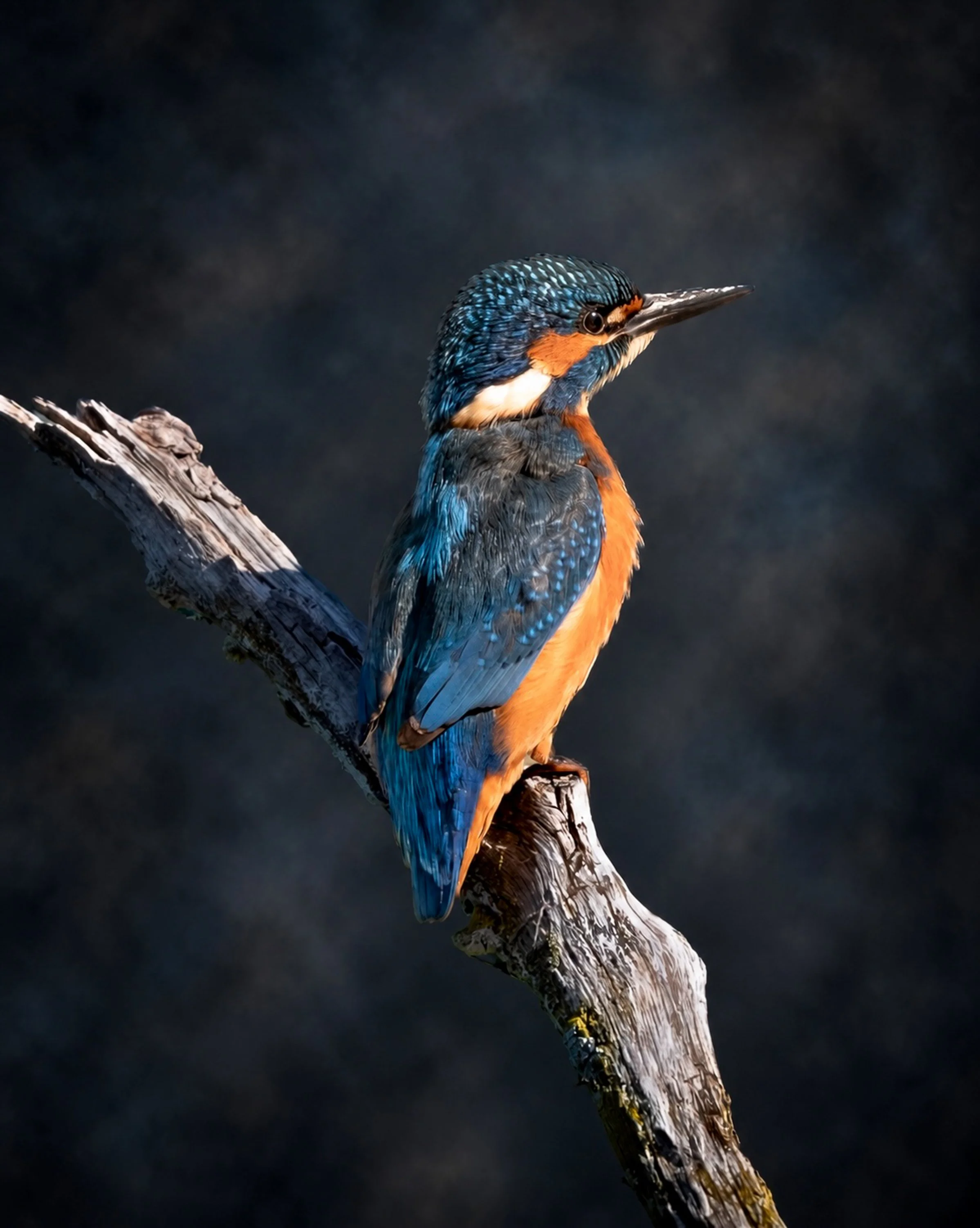 Kingfisher black.jpg