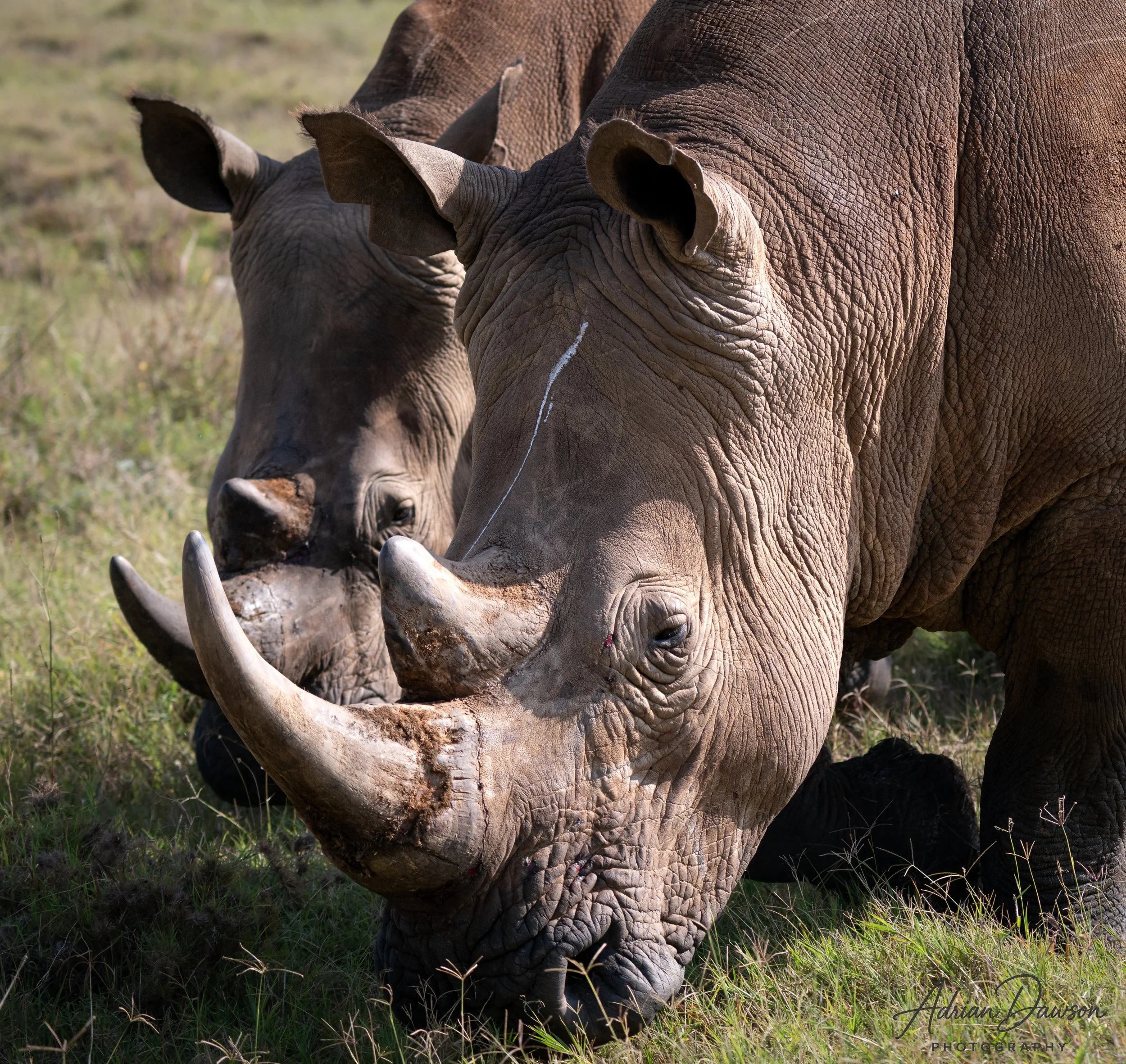 Two rhinoceroses grazing in a grassy plain