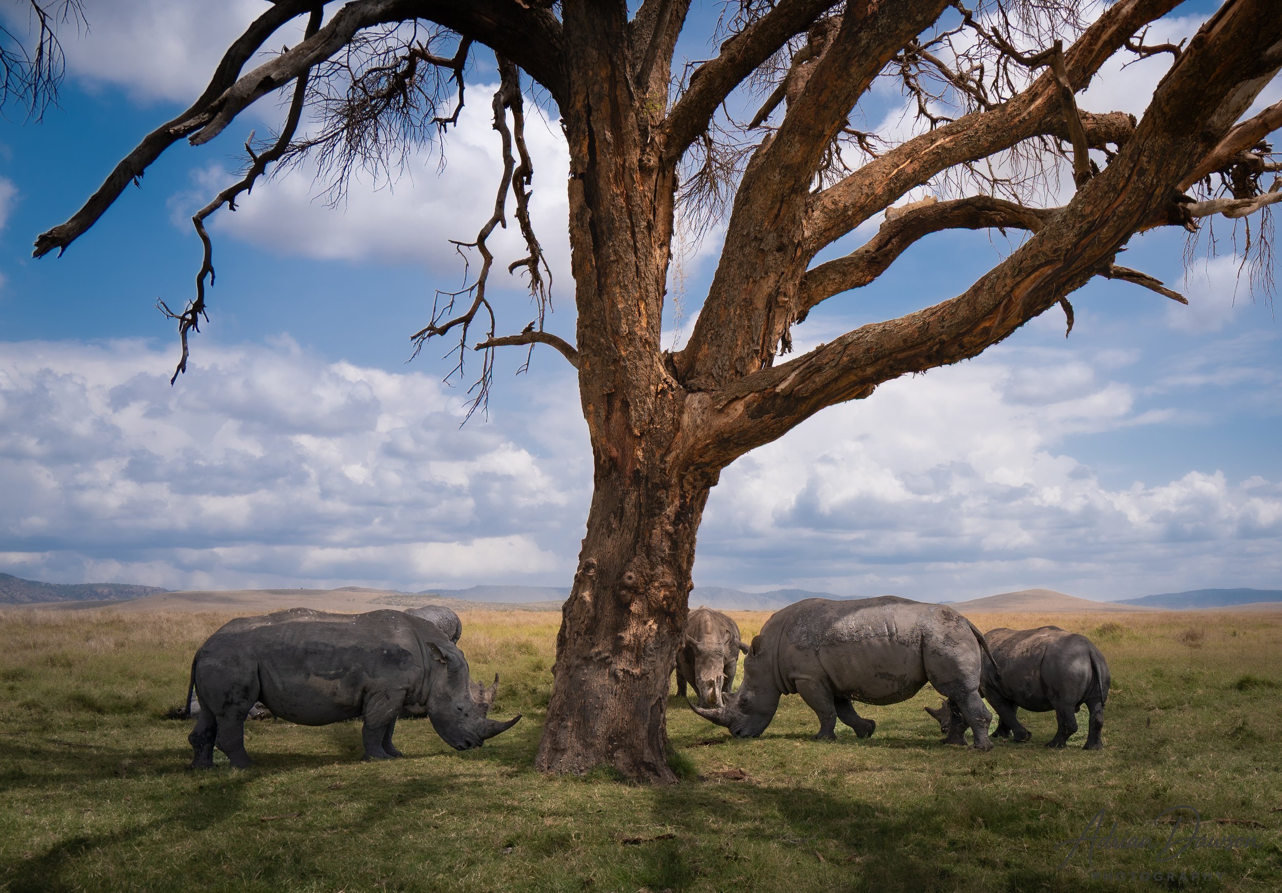 Four rhinoceroses grazing near a large tree in a grassy plain under a partly cloudy sky.