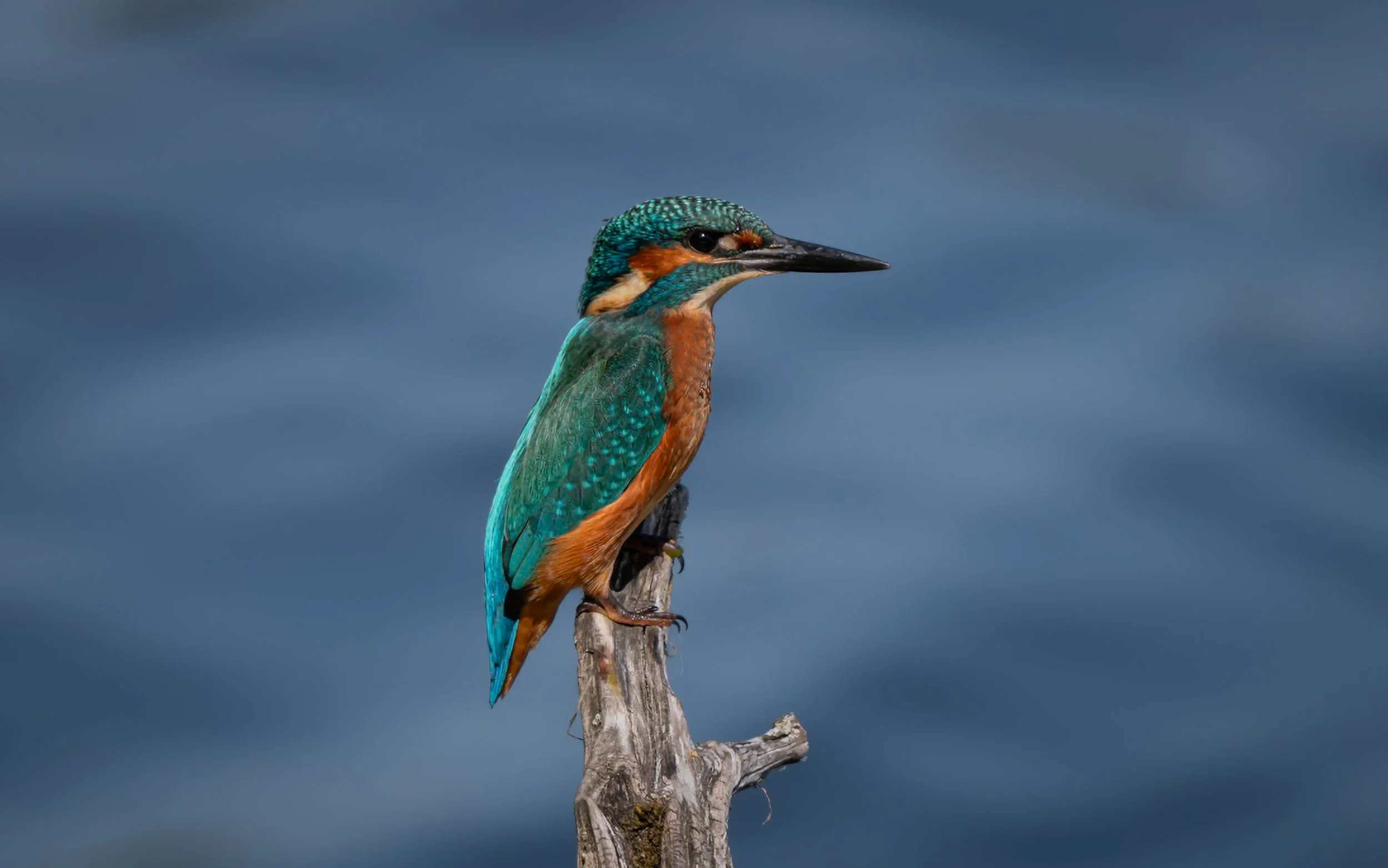 Colorful kingfisher bird perched on a dead tree against a cloudy sky.