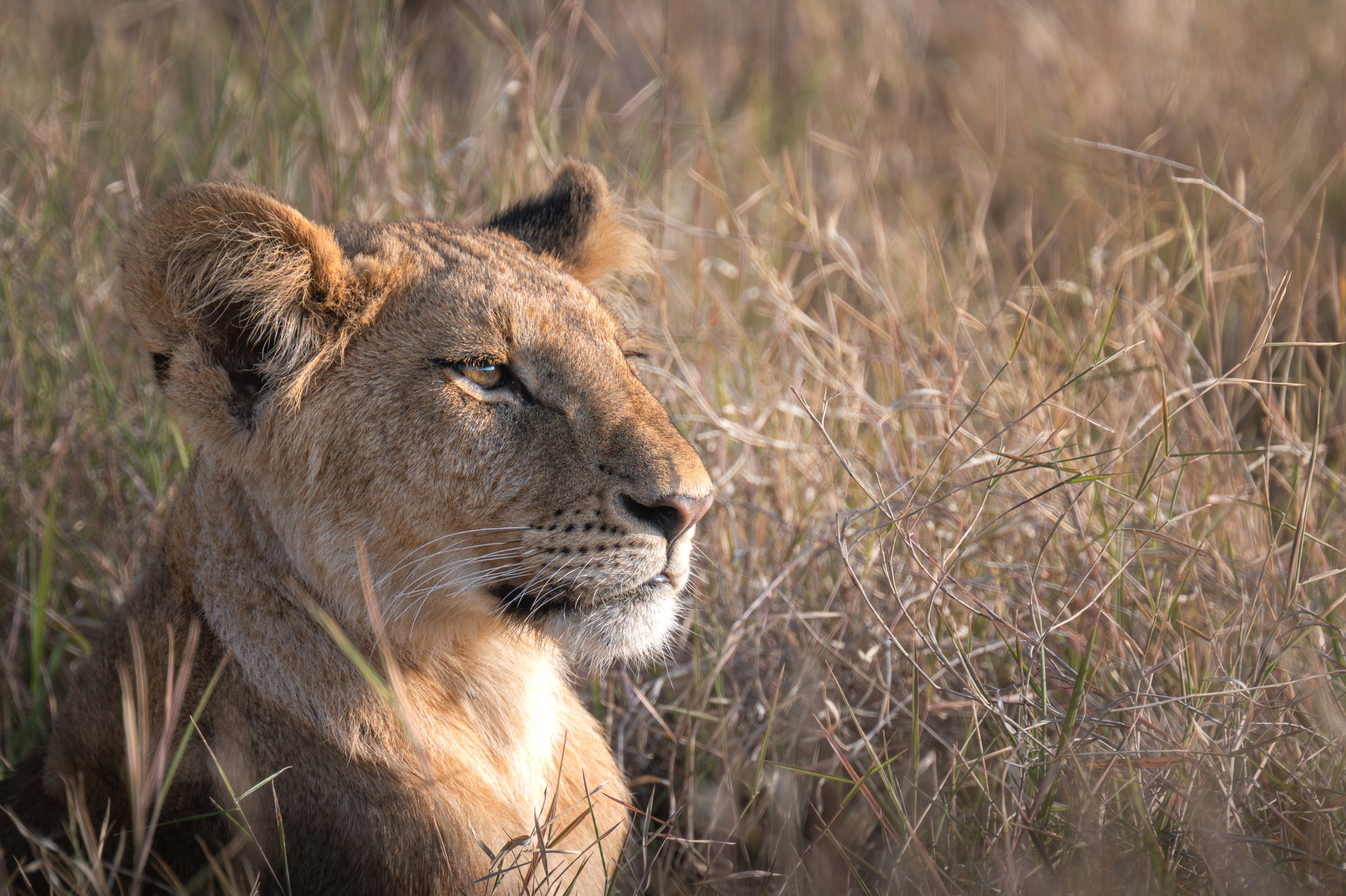 Cub wiaitng for Mum.jpg