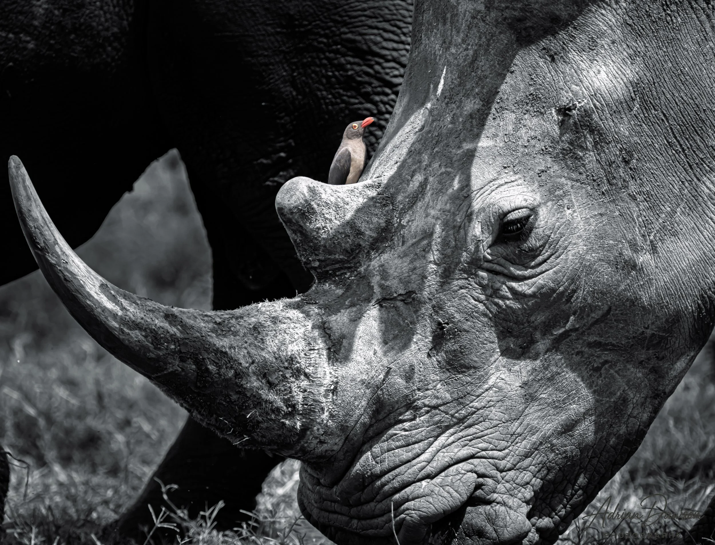 A close-up black-and-white photo of a rhinoceros with a bird perched on its nose.
