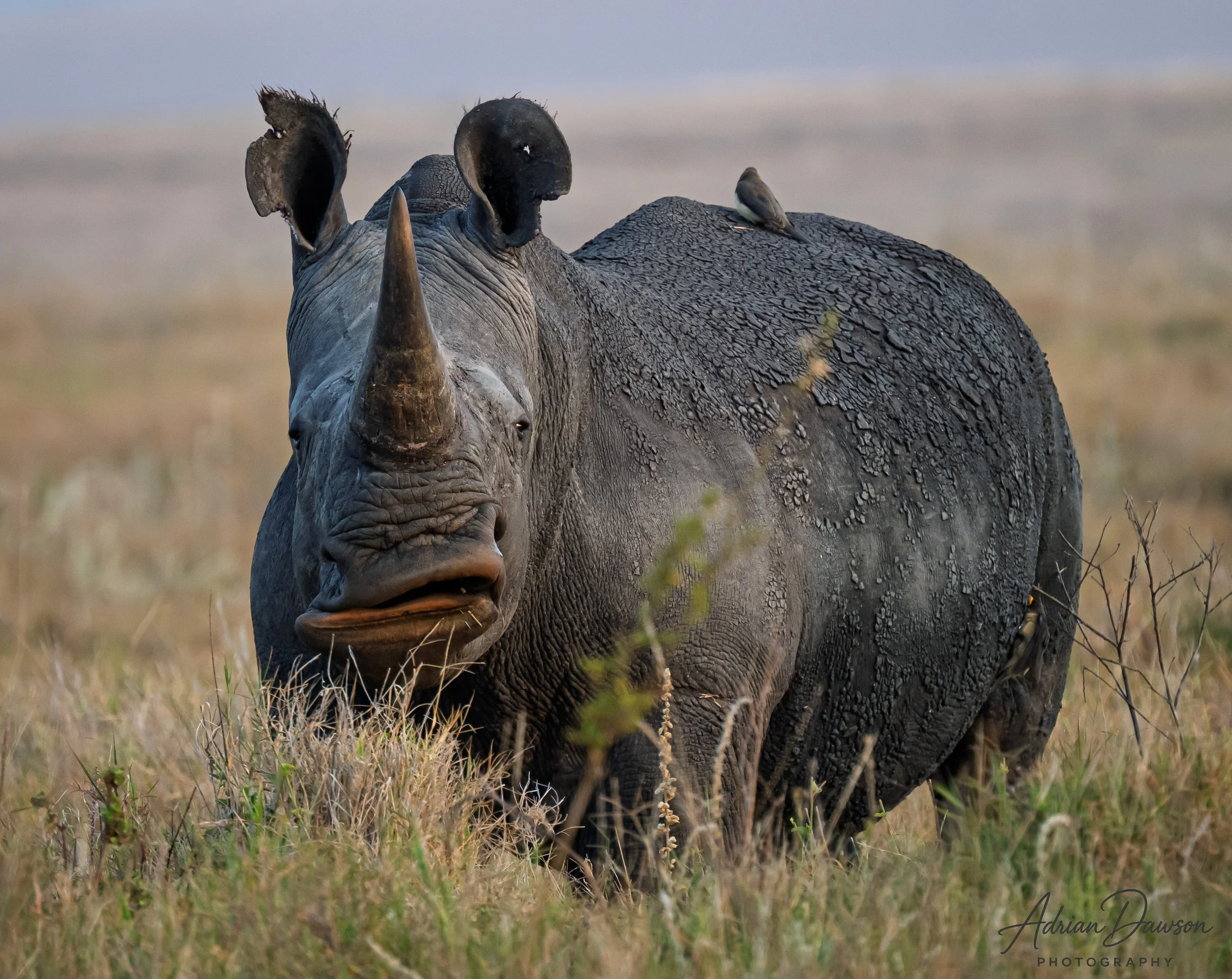 A large rhinoceros with gray, textured skin standing in tall grass with a bird perched on its back and another on its head, across an open savanna landscape.