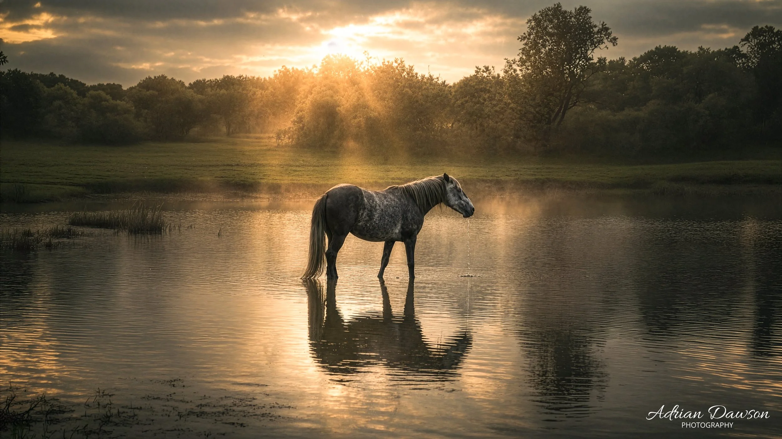 Horse in Pond-3.jpg