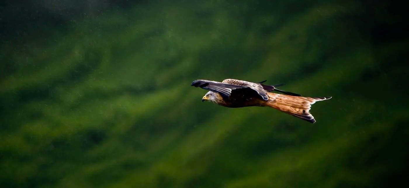 Adrian_Dawson_Natraul_World_Wild_Animals_May_2026_308171-7.jpg