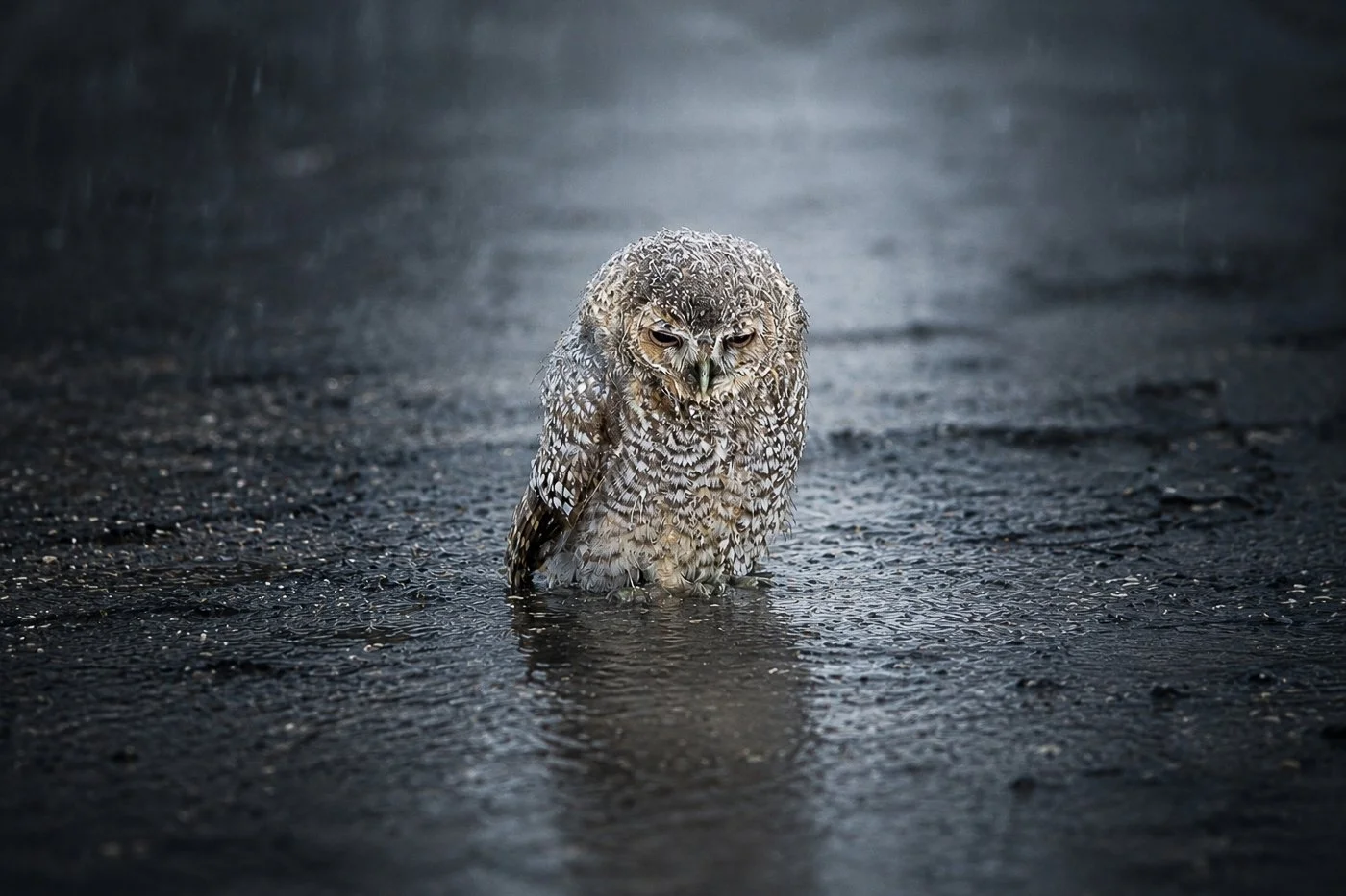 Sad Owl.jpg