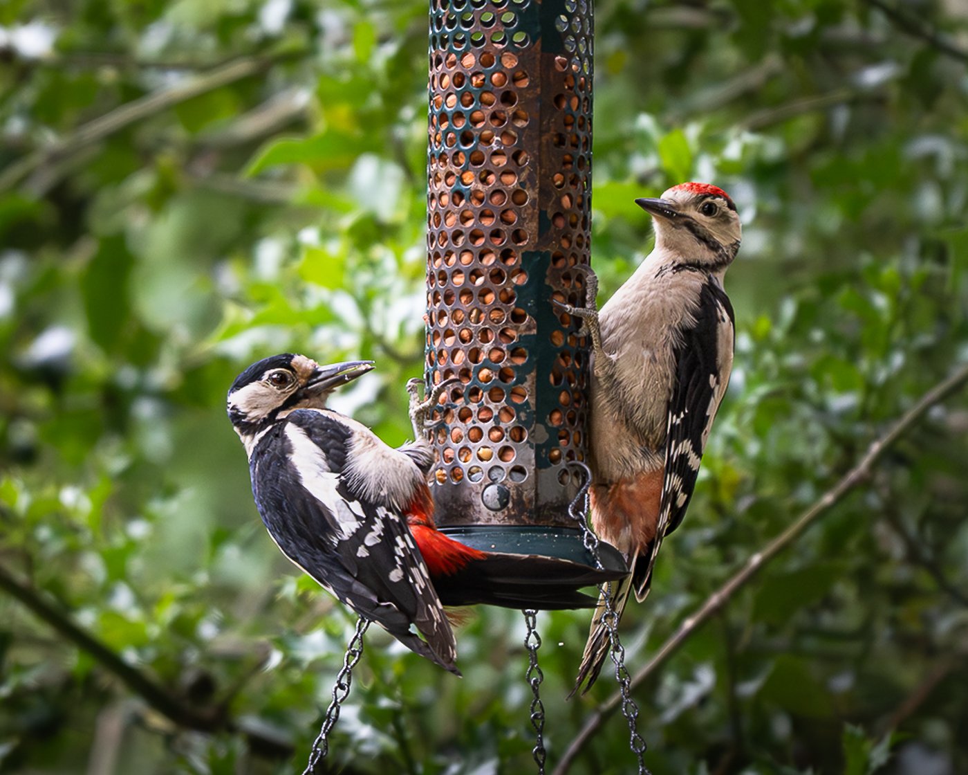 Adrian_Dawson_Natraul_World_Wild_Animals_May_2026_308171-9.jpg