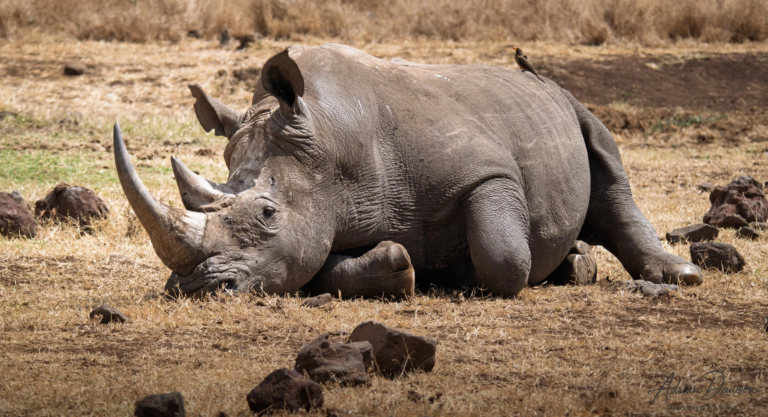 A rhinoceros lying on dry grass with a small bird perched on its back, in a savanna landscape.