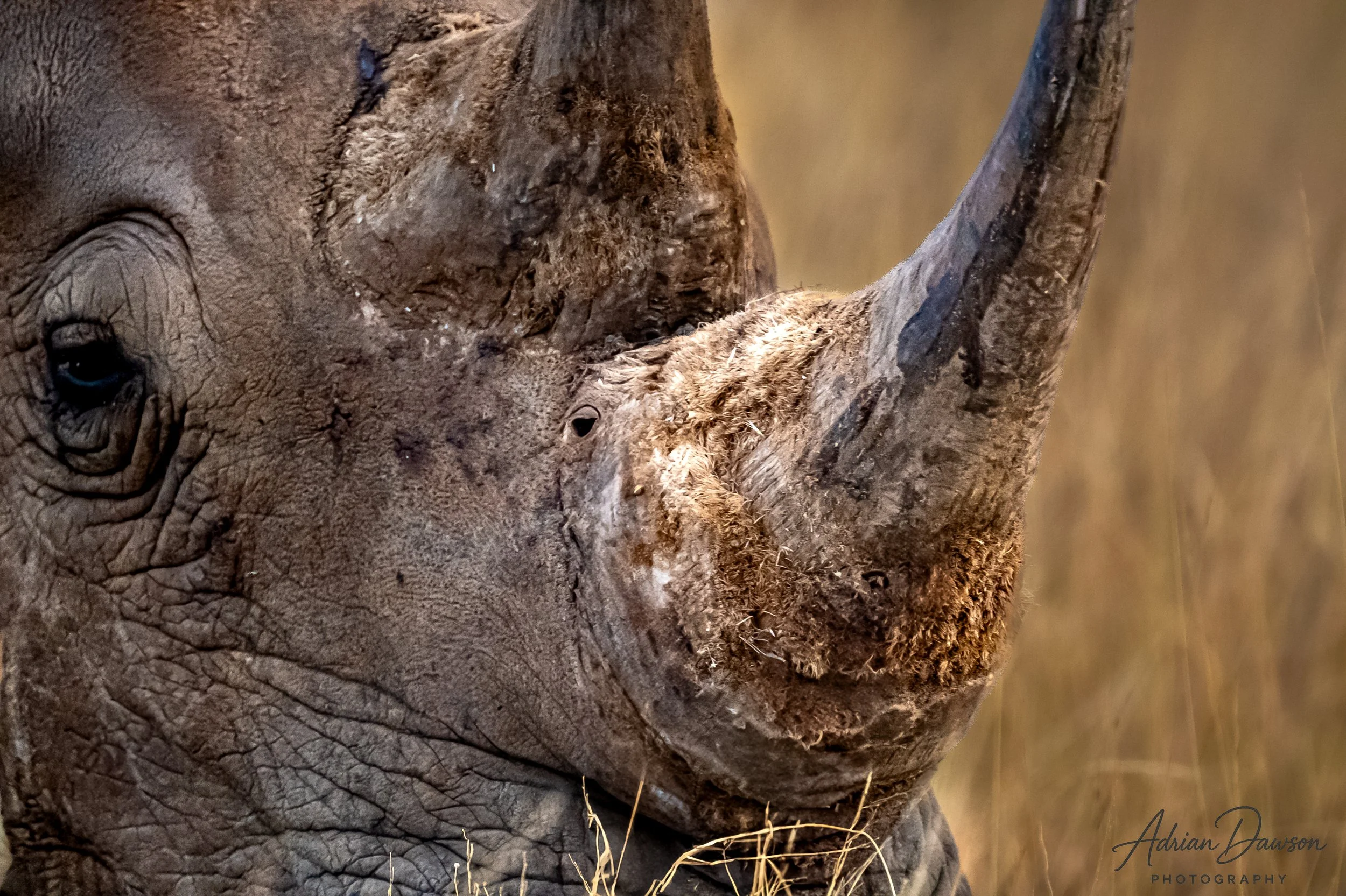 Close-up of a rhinoceros's face, showing its eye, large horn, and textured skin with dried grass around its mouth.