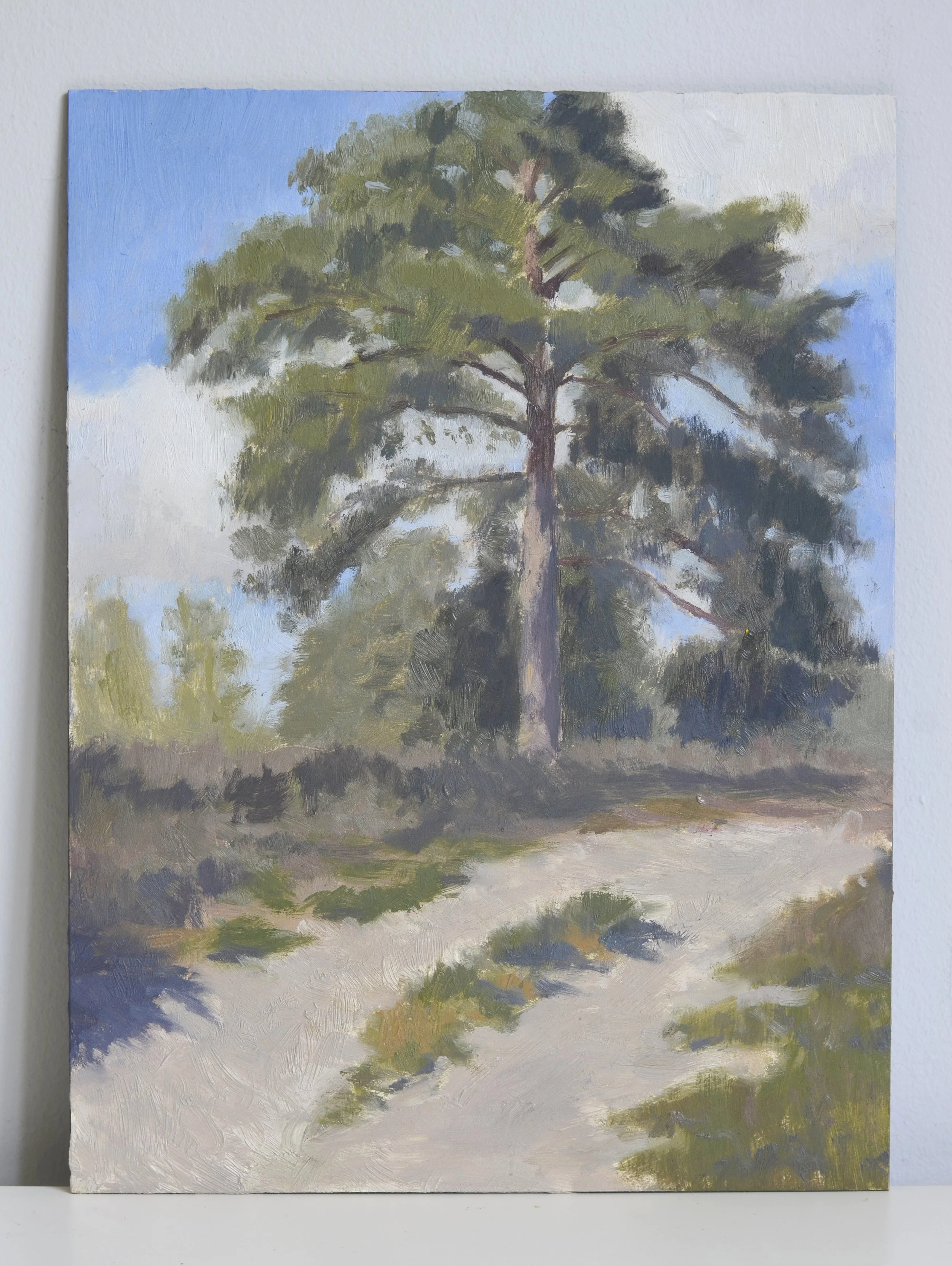 Blackheath Scottish Pine