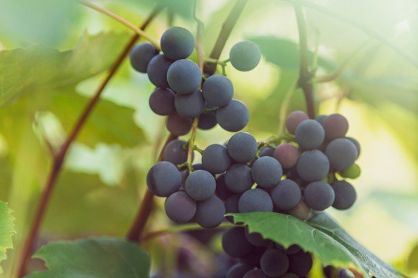 Table Grapes Picking - SA &amp; VIC