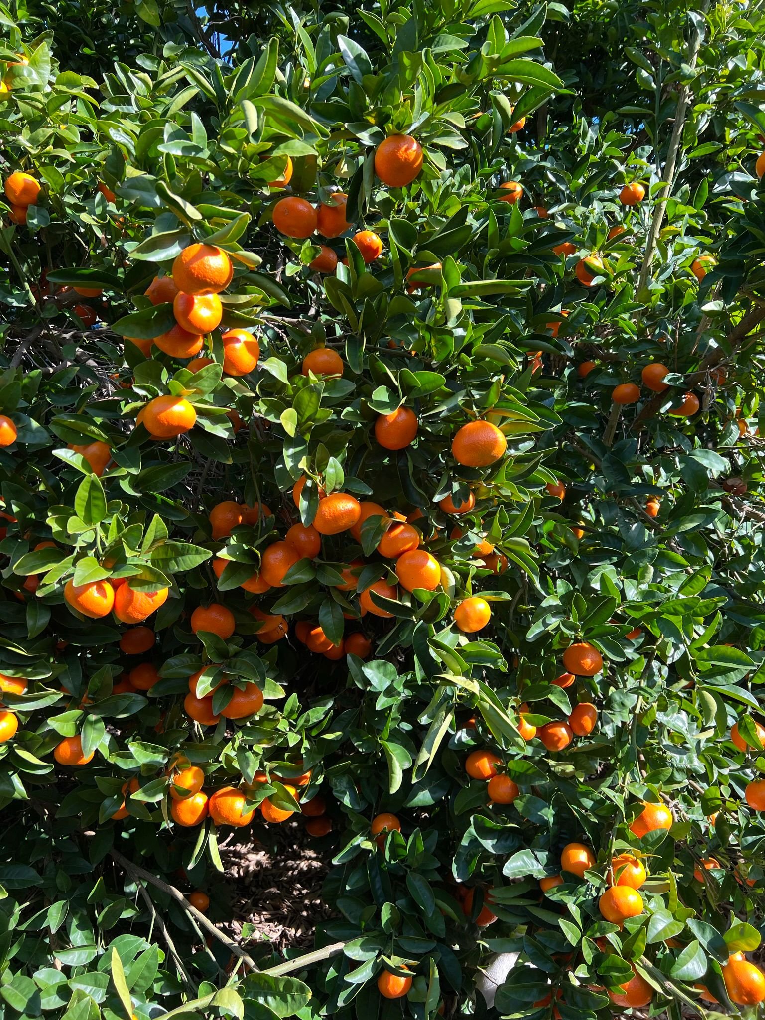  RECRUITING NOW Experienced Mandarin Pickers