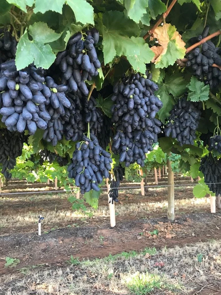 Table Grapes Supervisor - Mildura
