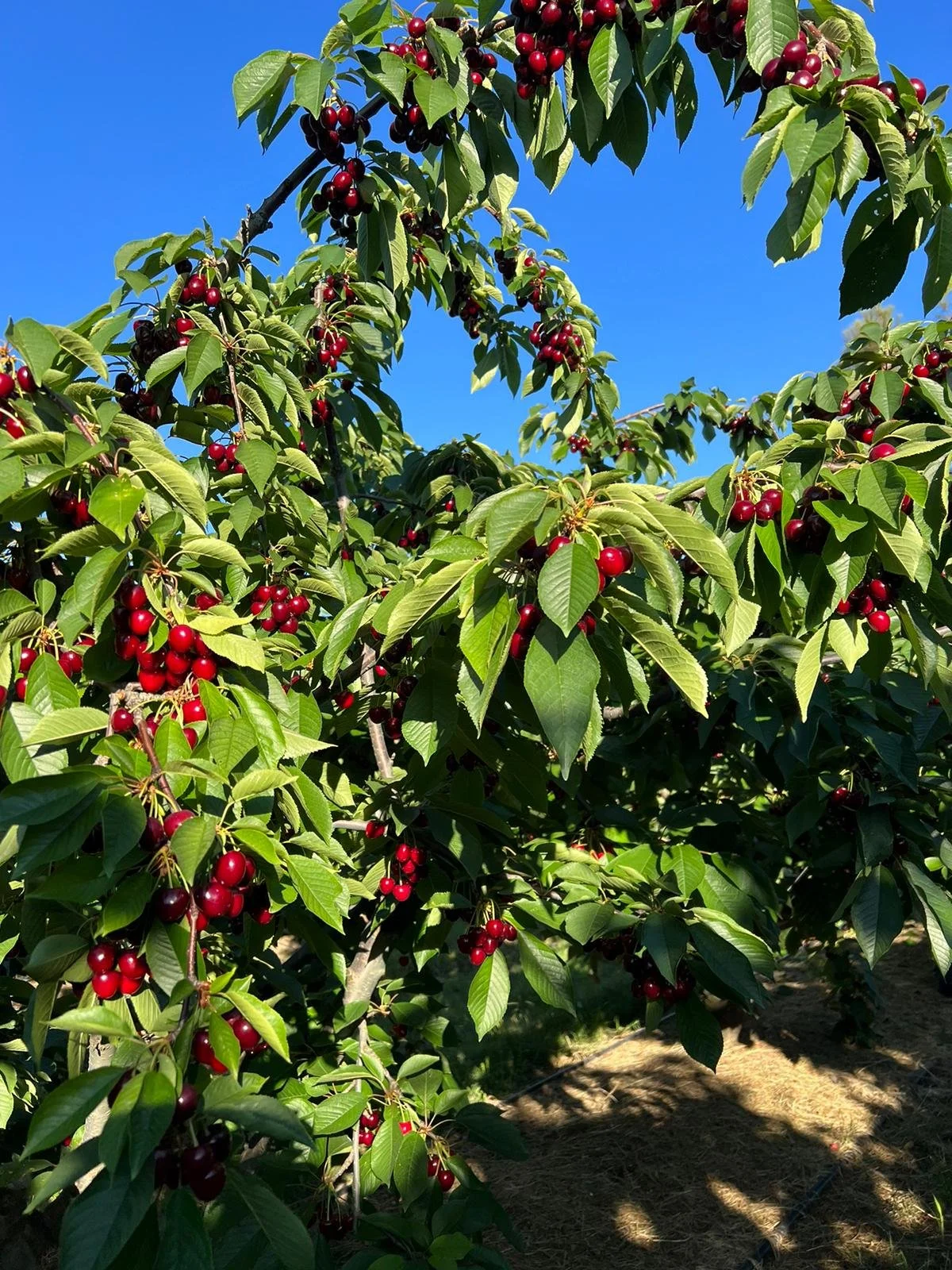 🍒 Cherry Pickers wanted - Yarck 🍒