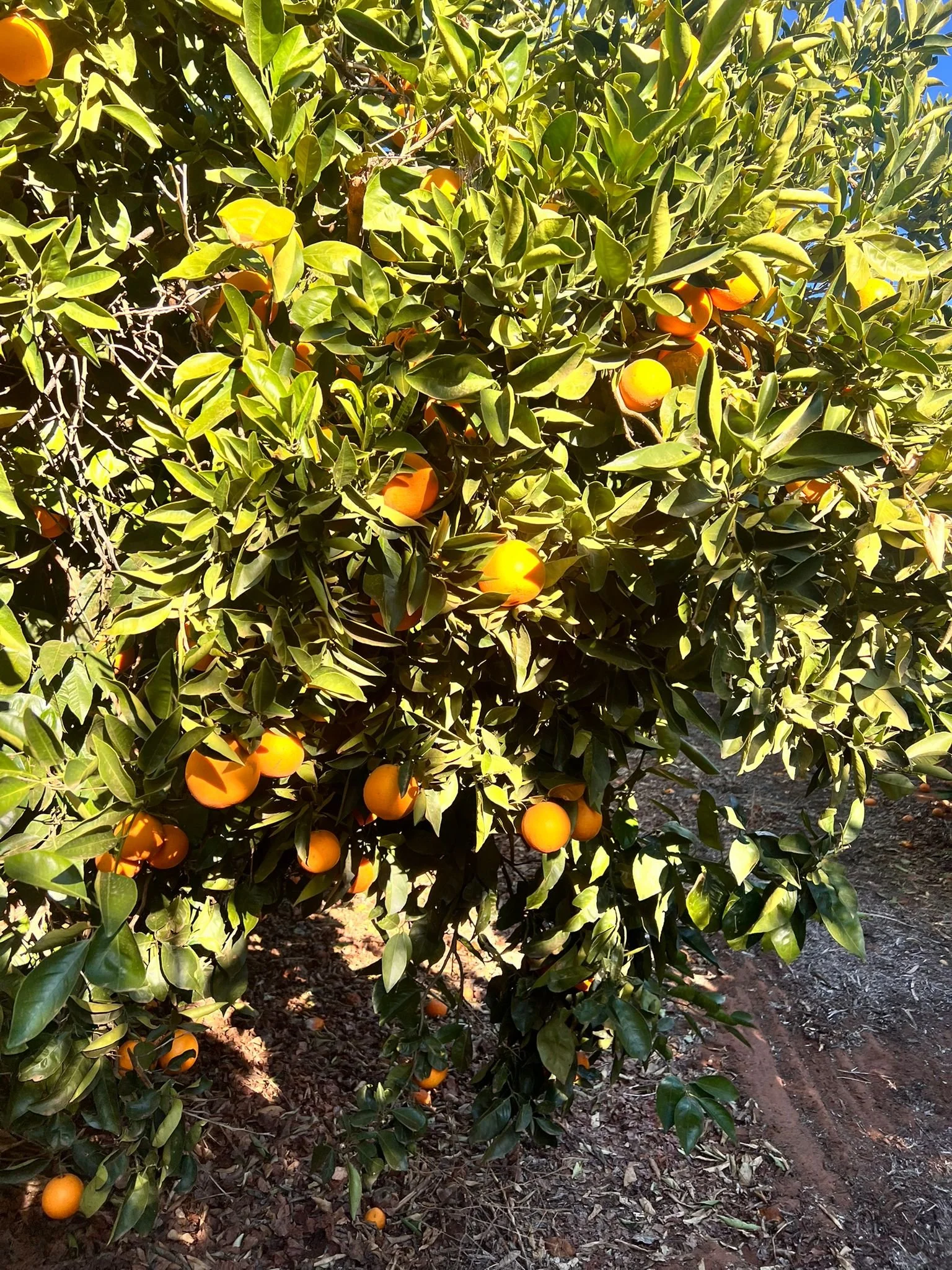 🍊 RECRUITING NOW: Experienced Citrus Pickers 