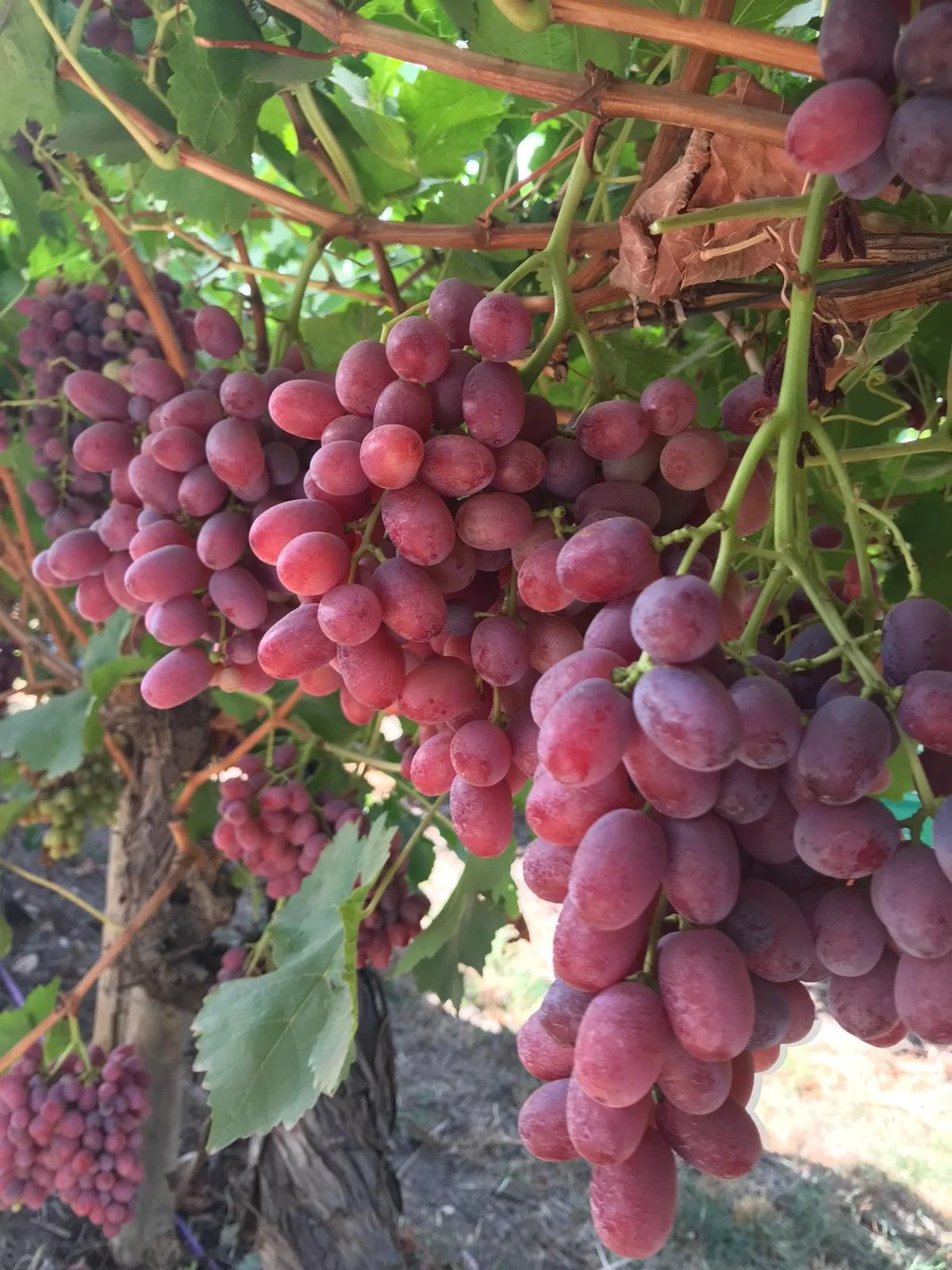 Grape Picking, near Mildura 