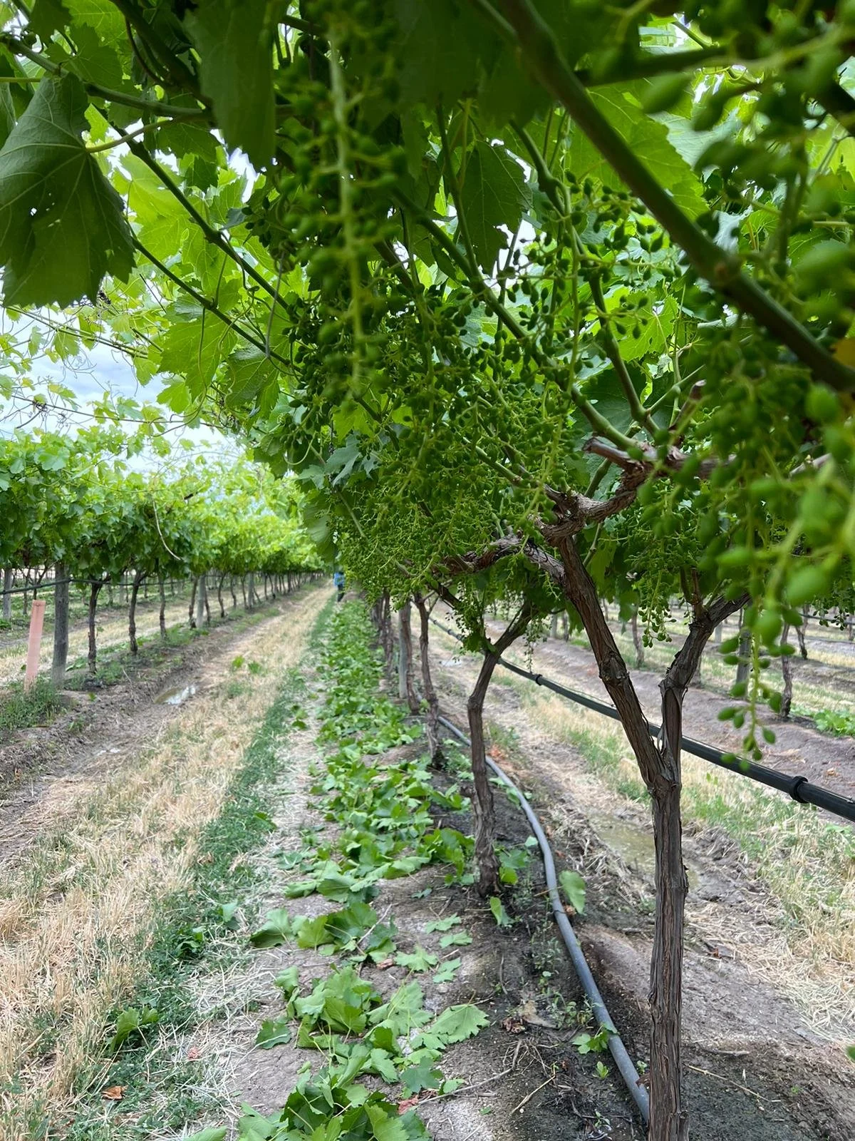 Vineyard work - Red Cliffs