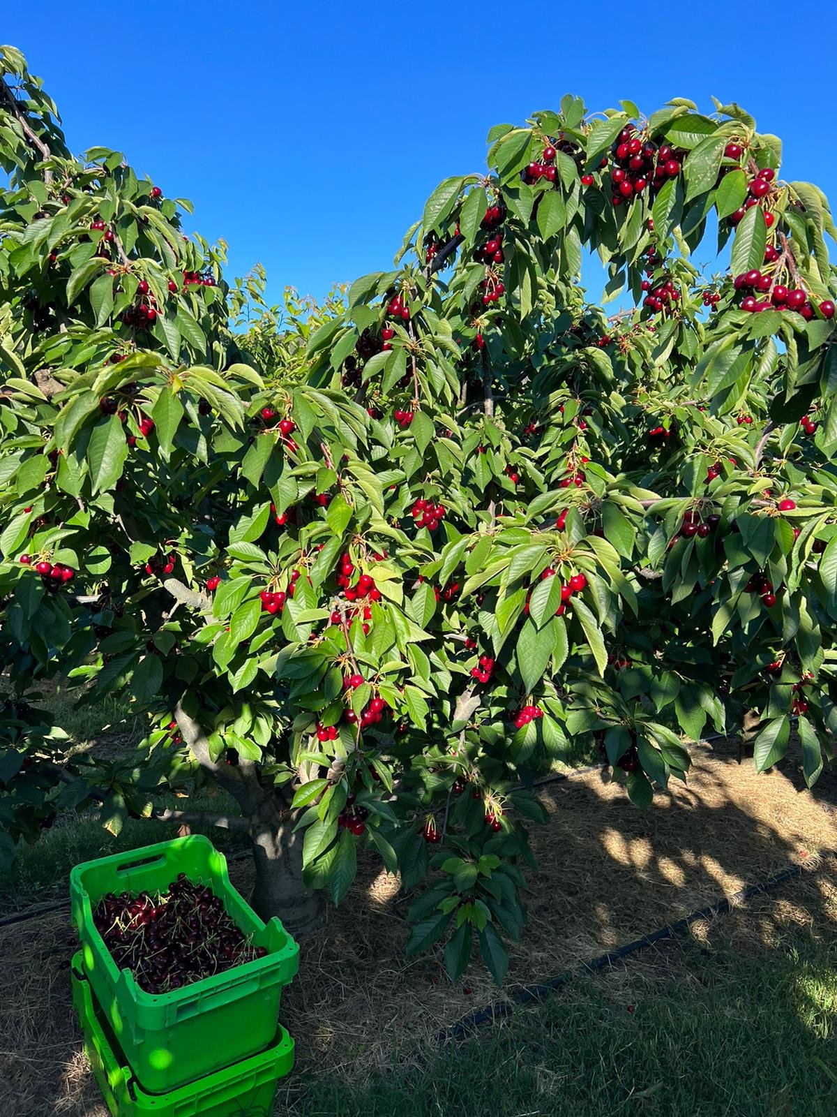 🍒 Cherry Picking - Yarck