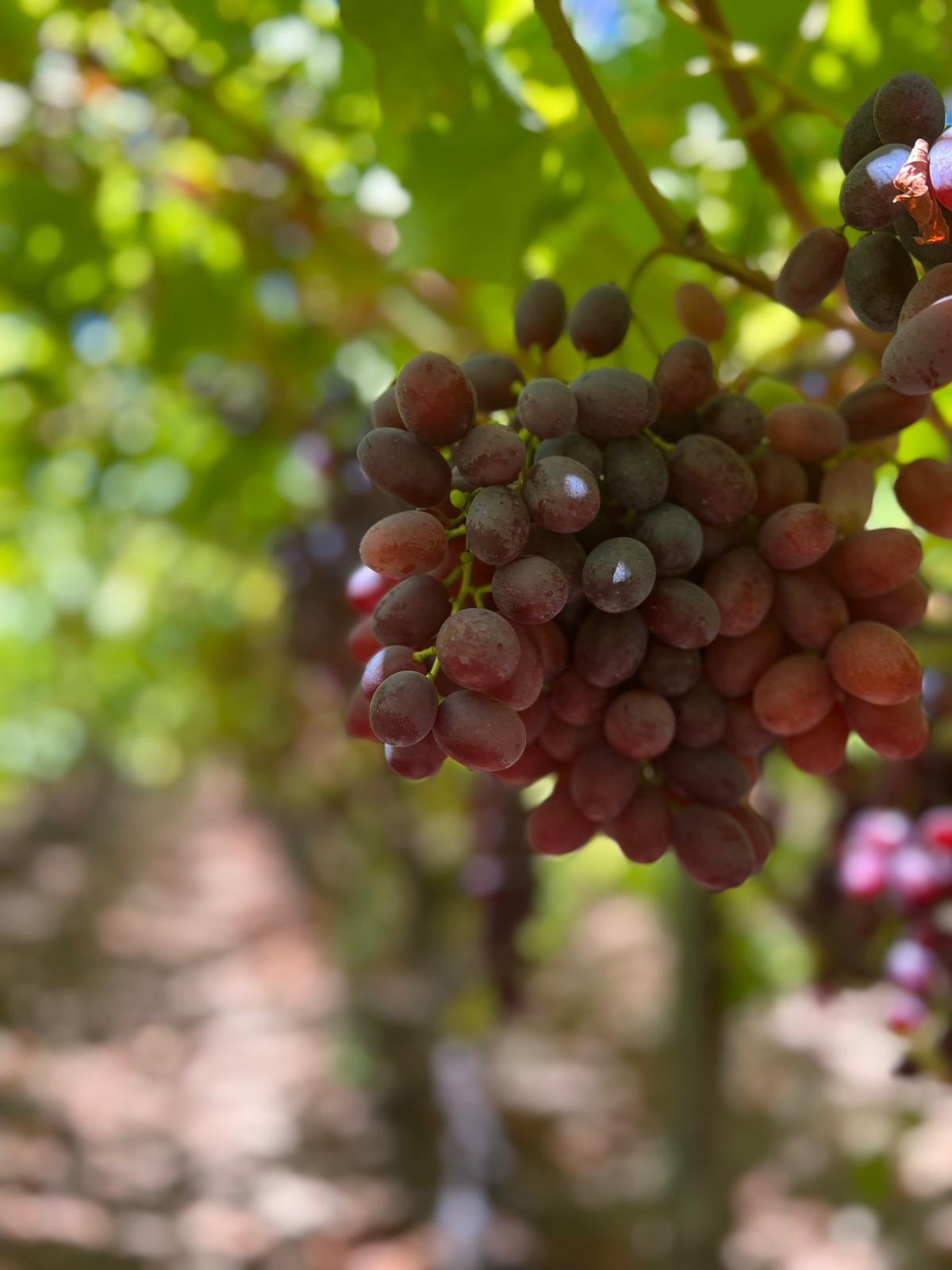 Experienced Grape Pickers
