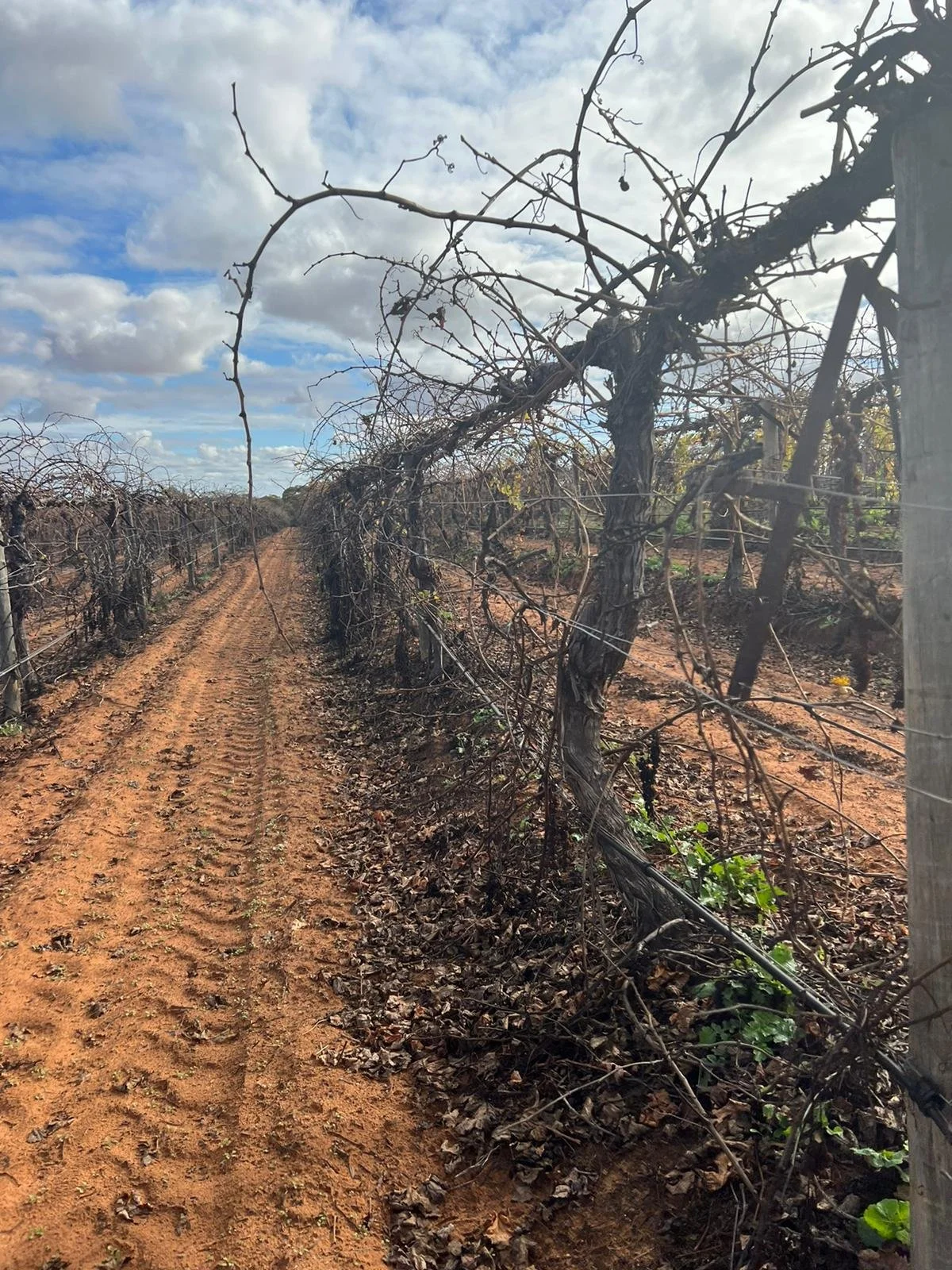 Grape Vine Rolling &amp; Pulling, Nangiloc