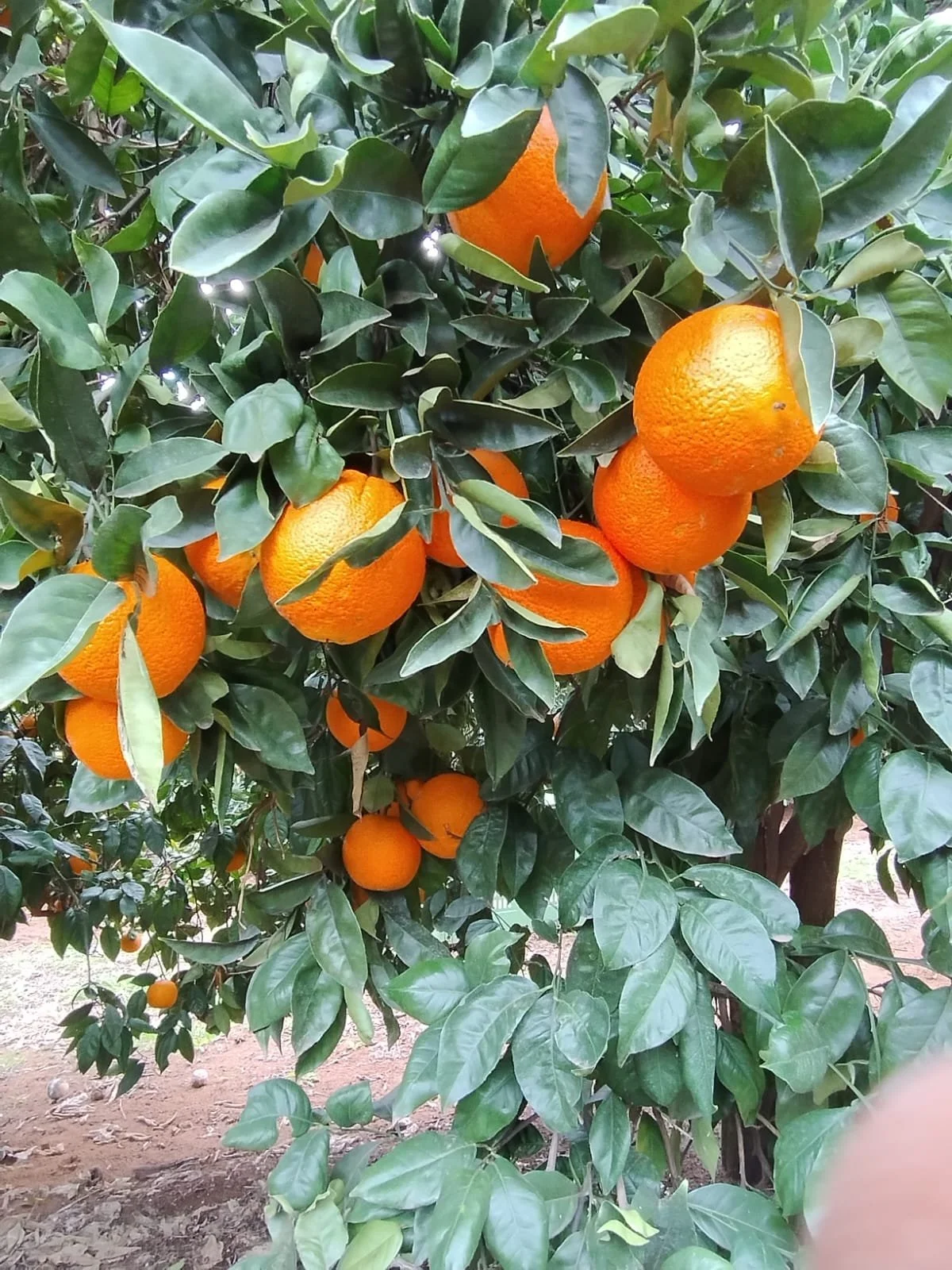 Citrus Pickers wanted!